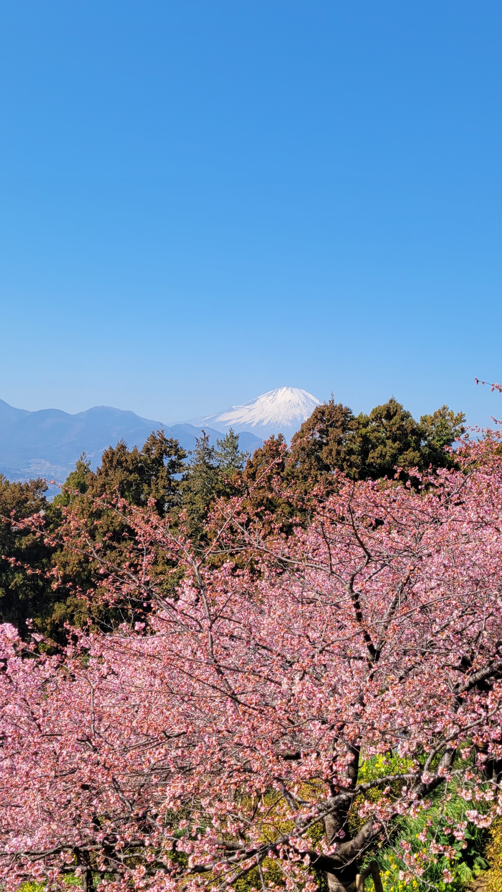 あぐりパーク嵯峨山苑にて、「桜越しにのぞく富士山」と感じた写真です。