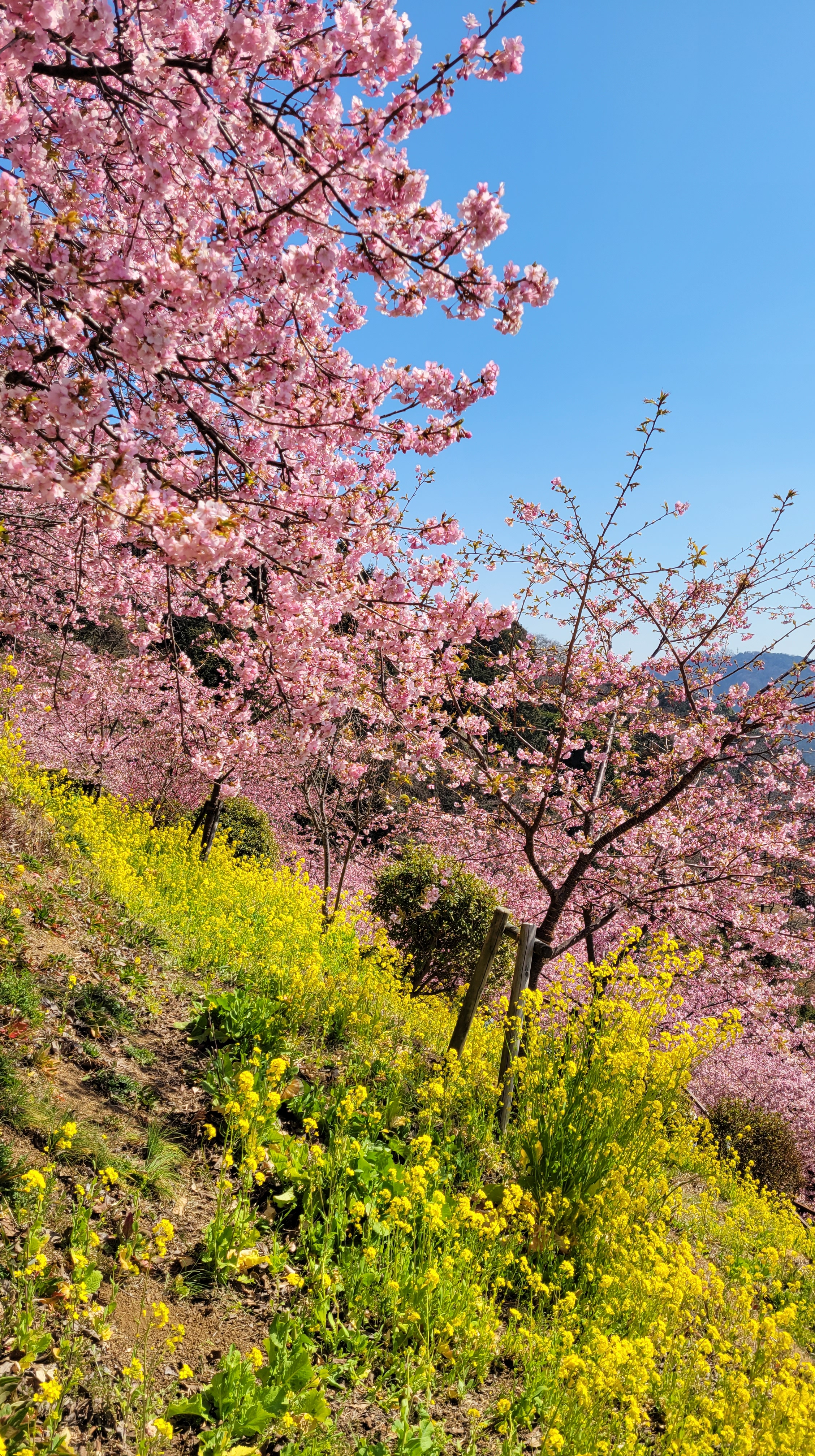 あぐりパーク嵯峨山苑にて、「春の彩り、菜の花と河津桜」と感じた写真です。
