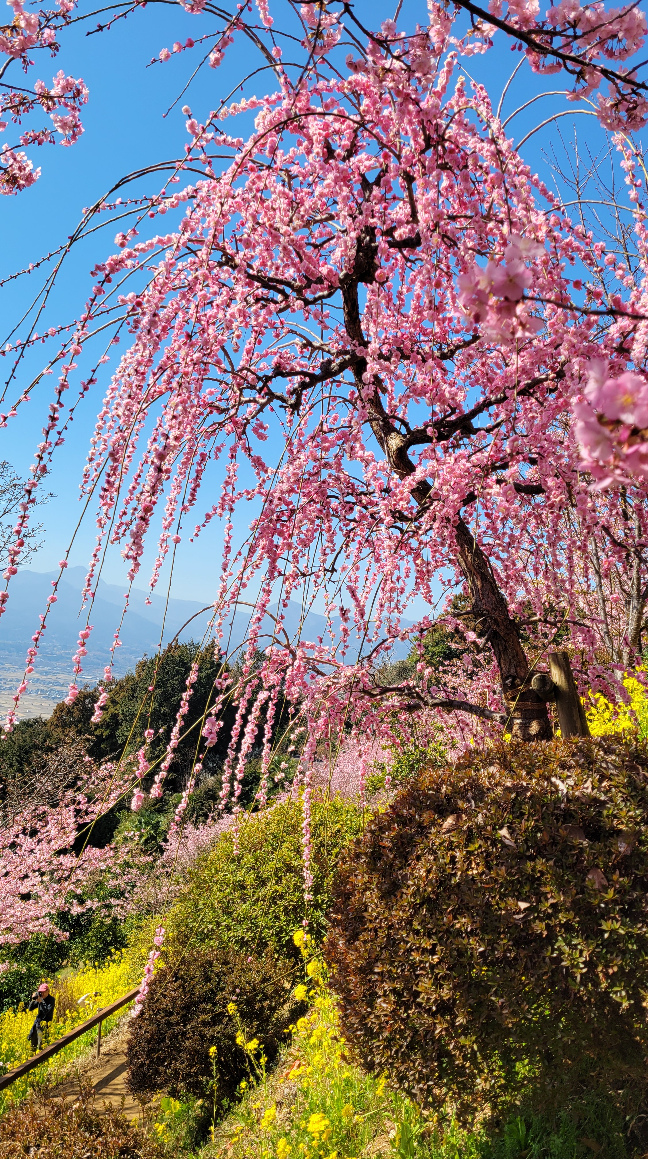 あぐりパーク嵯峨山苑にて、「斜面の梅と広がる空」と感じた写真です。