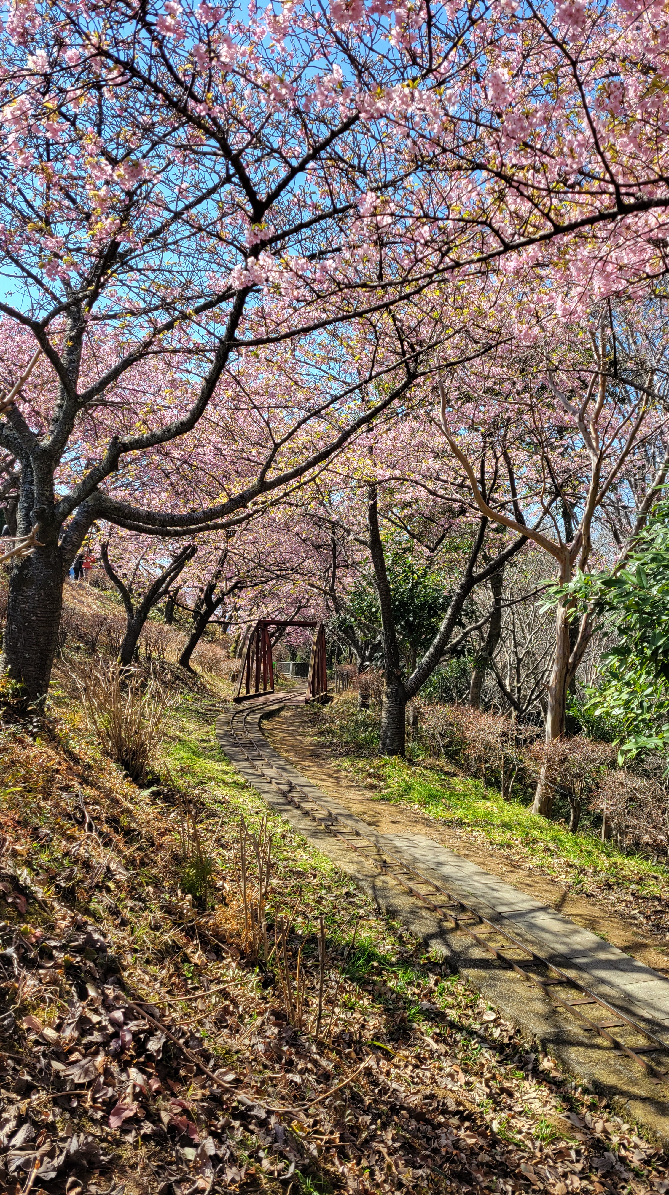 西平畑公園(まつだ桜まつり)にて、「桜に囲まれた小さな汽車の線路」と感じた写真です。