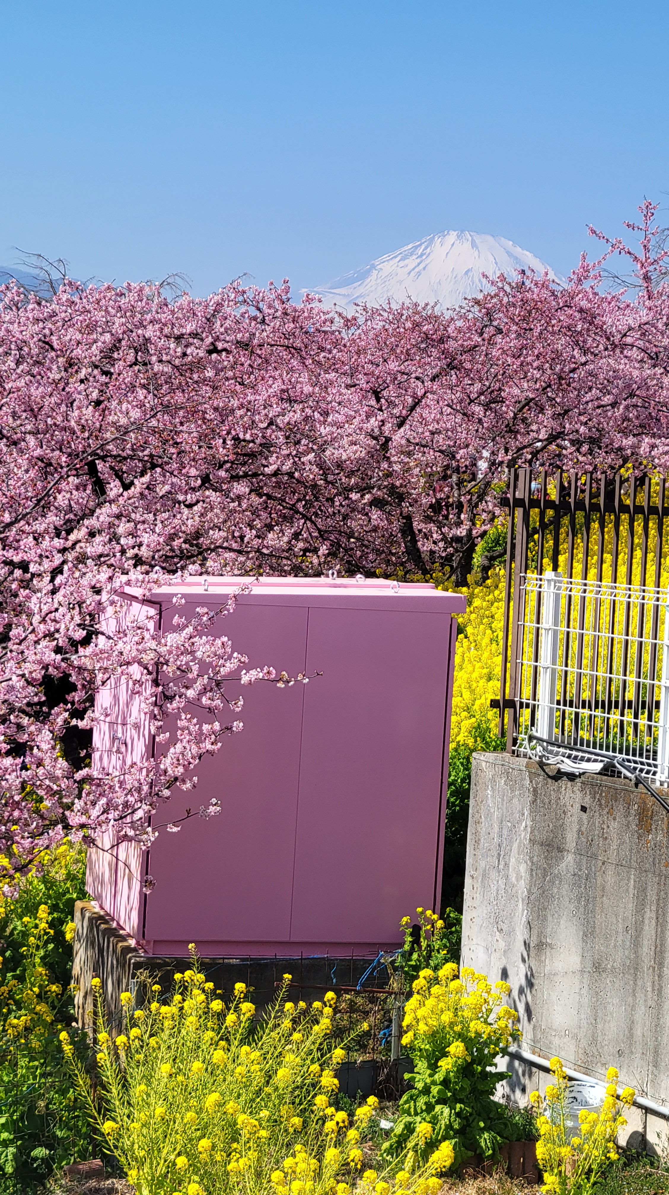 西平畑公園(まつだ桜まつり)にて、「桜と富士山、ピンクの変電盤のコラボ」と感じた写真です。