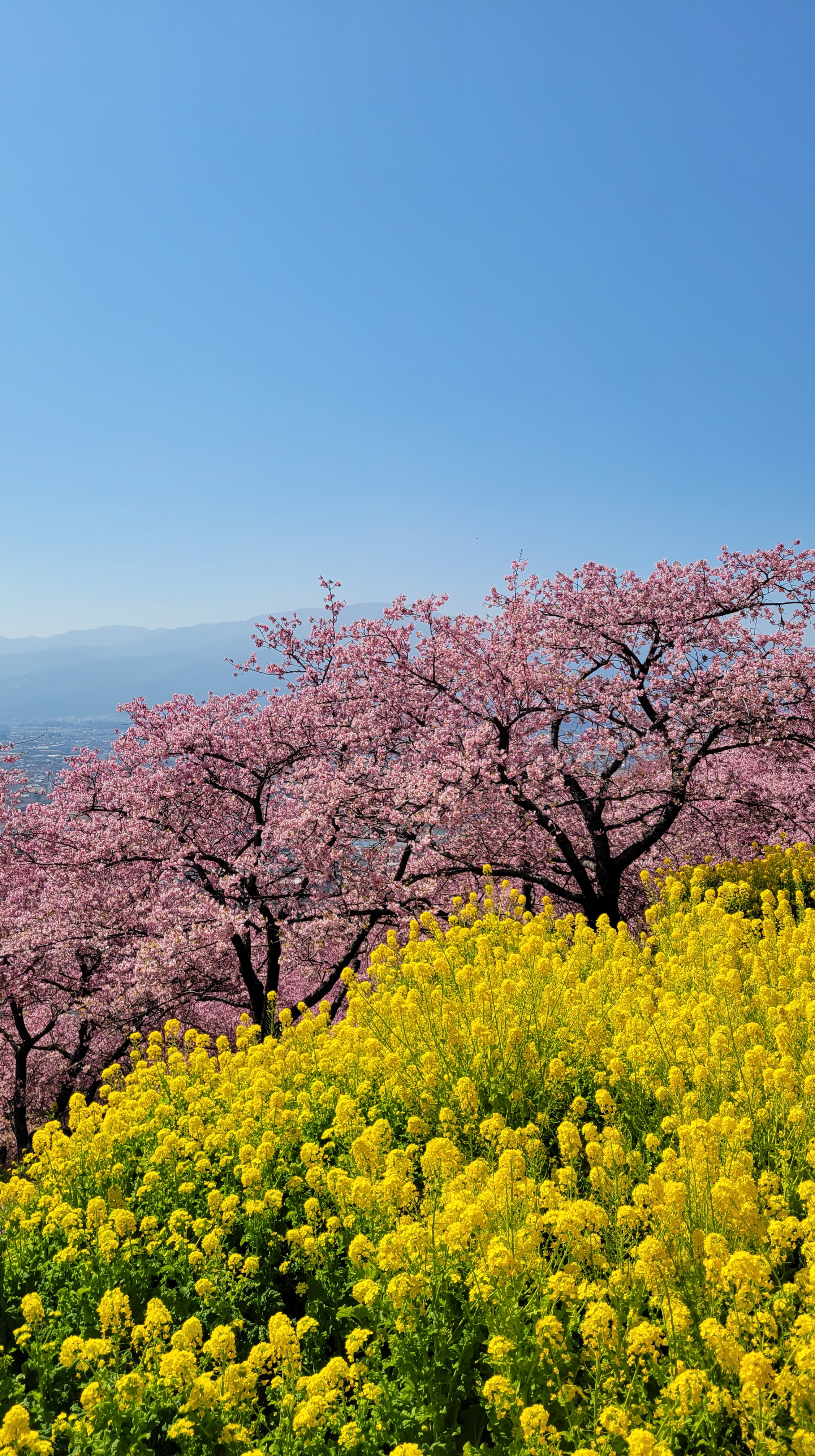 西平畑公園(まつだ桜まつり)にて、「菜の花と桜、青空が織りなす春色の景色」と感じた写真です。