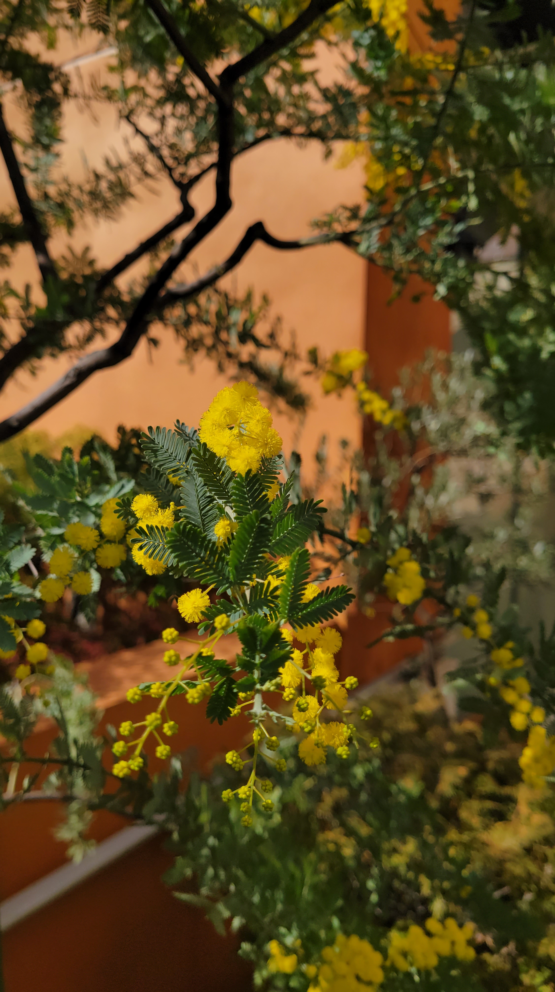 ラ チッタデッラにて、「薄暗い光の中に浮かぶミモザの花」と感じた写真です。
