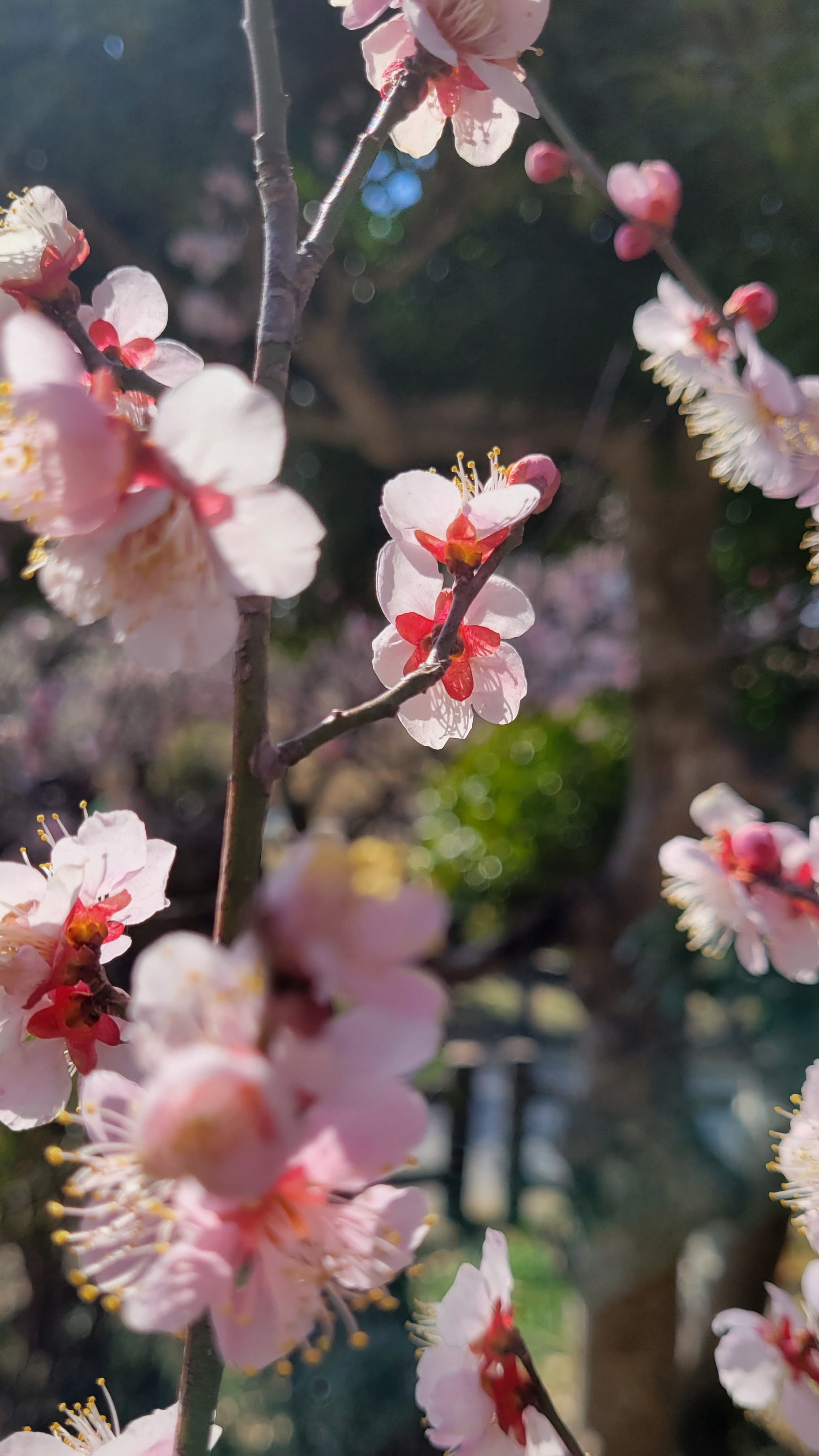 越生梅林にて、「透ける光が美しい梅の花びら」と感じた写真です。