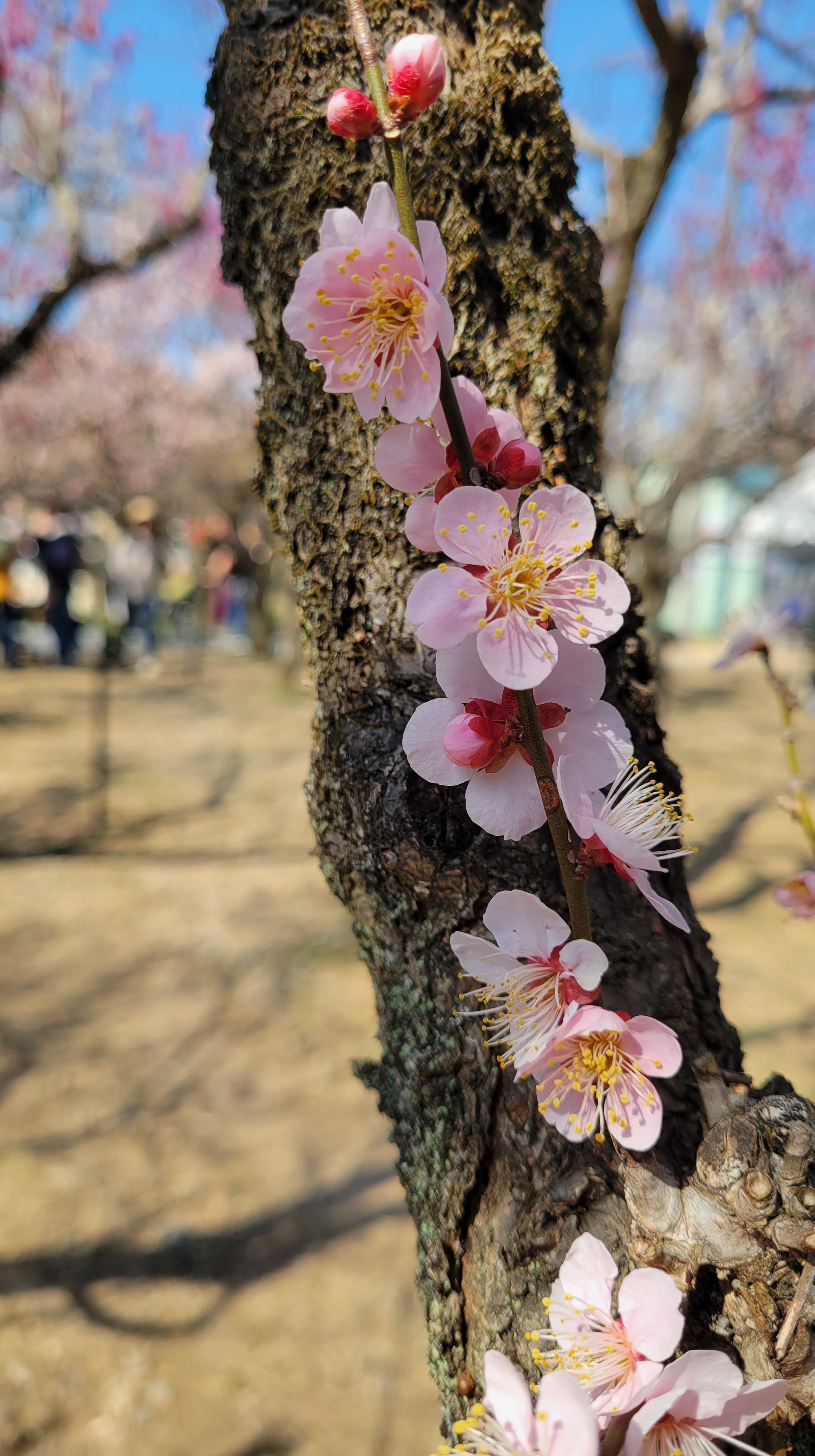 越生梅林にて、「枝に沿って咲く可憐な梅の花」と感じた写真です。