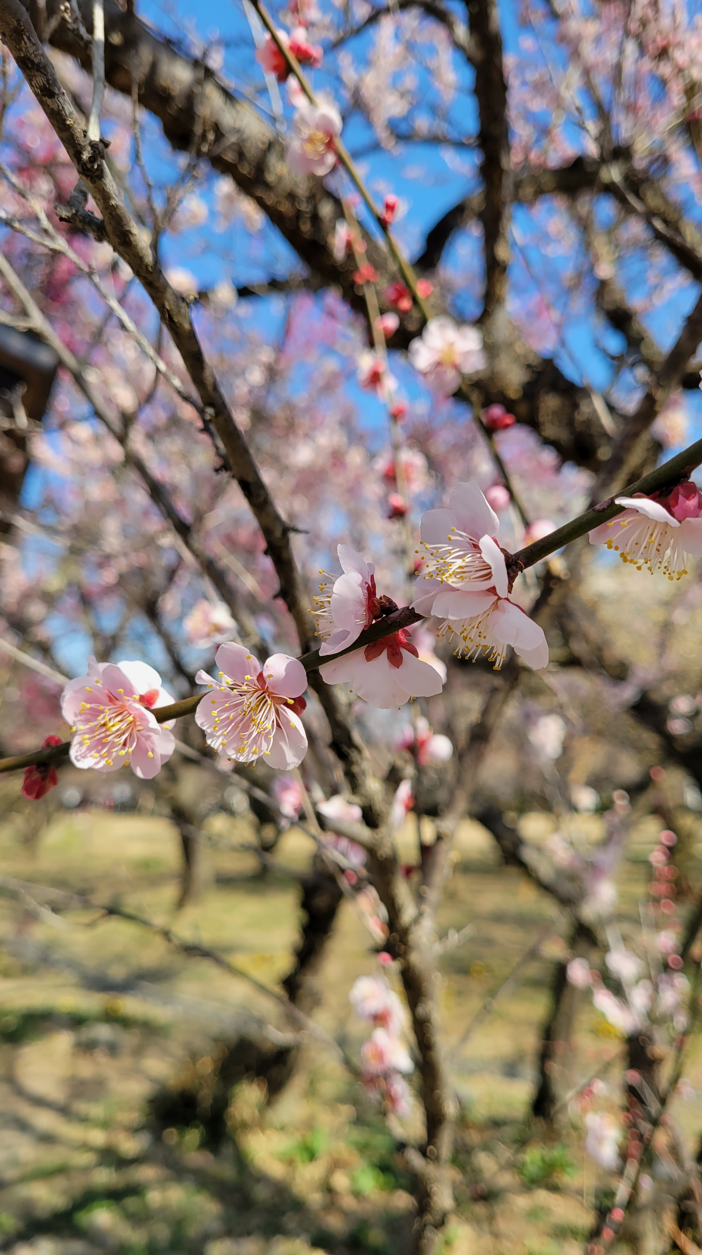 越生梅林にて、「フレーム全体に調和する梅の花」と感じた写真です。