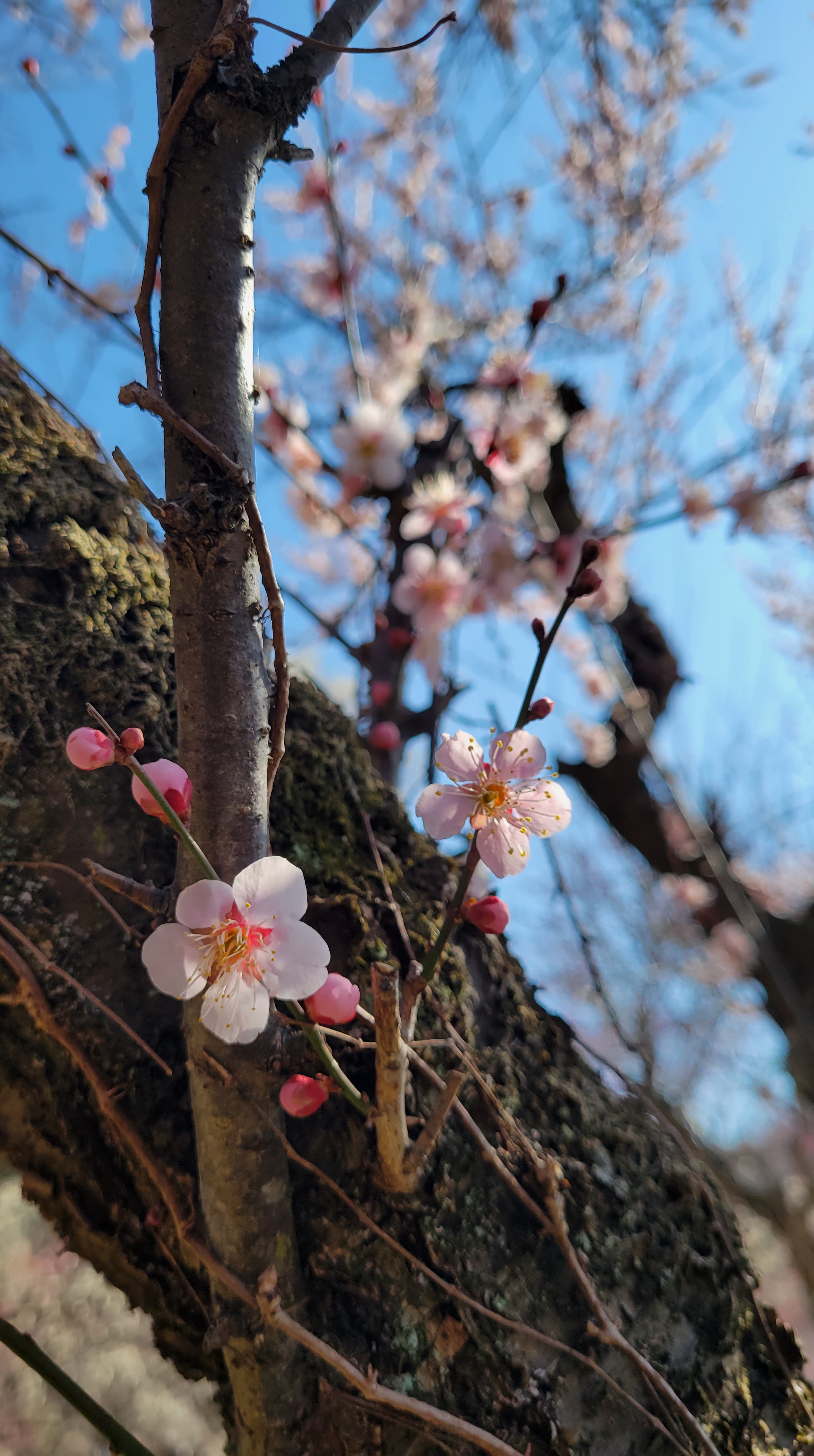 越生梅林にて、「並んで咲く二輪の梅の花」と感じた写真です。