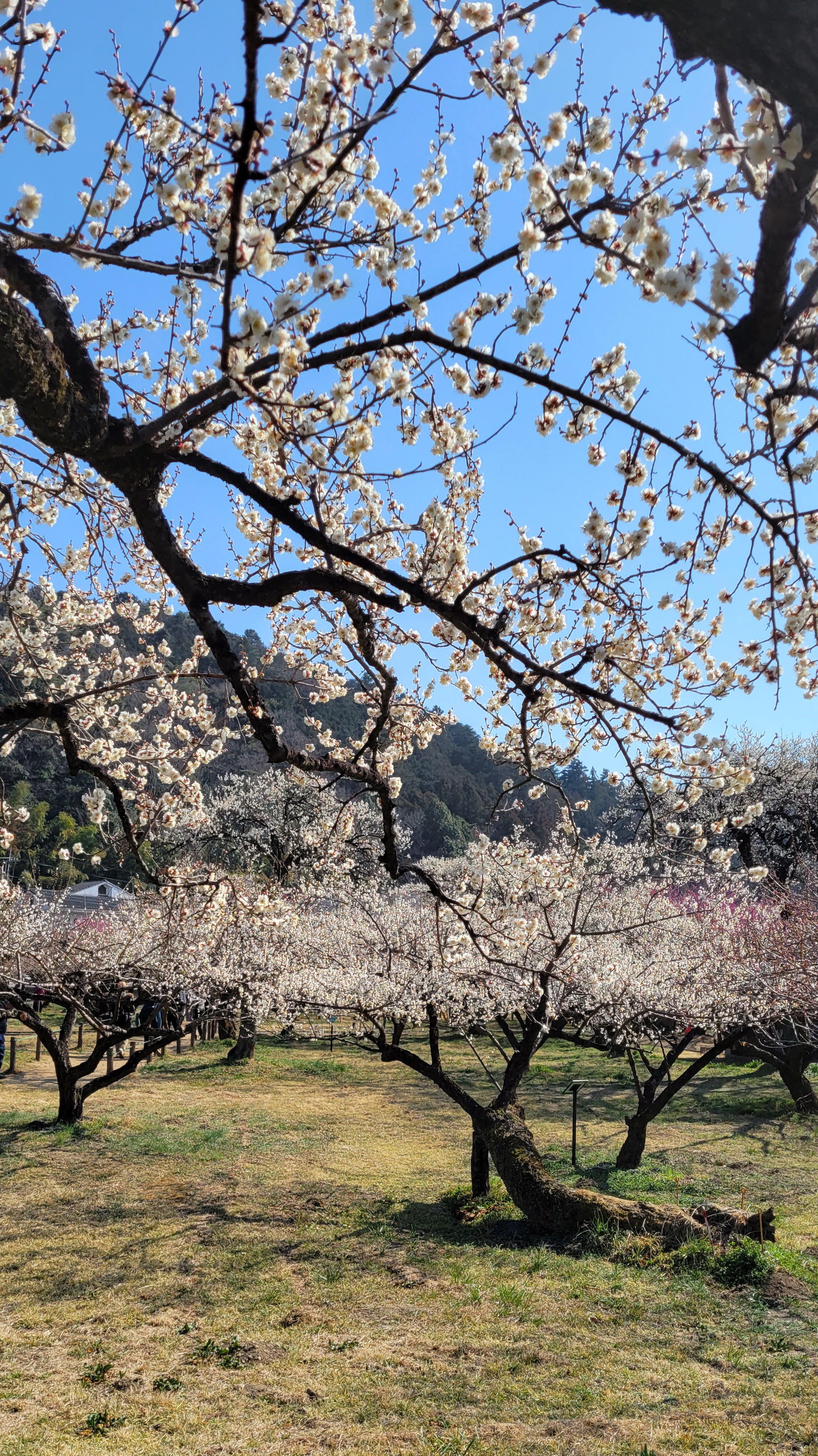 越生梅林にて、「広がる梅林の春景色」と感じた写真です。