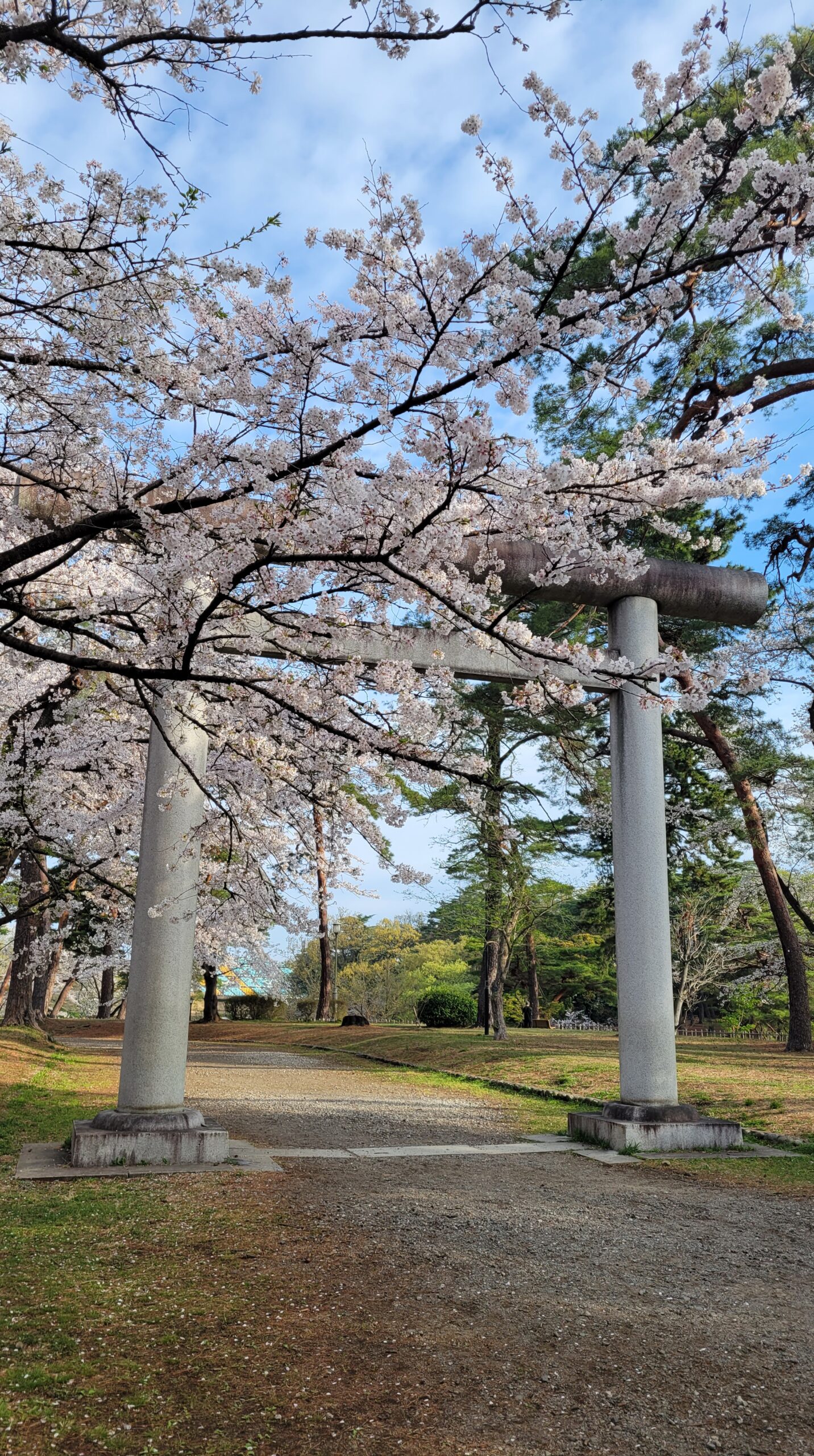 大宮公園にて、「鳥居に咲く春の華」と感じた写真です。
