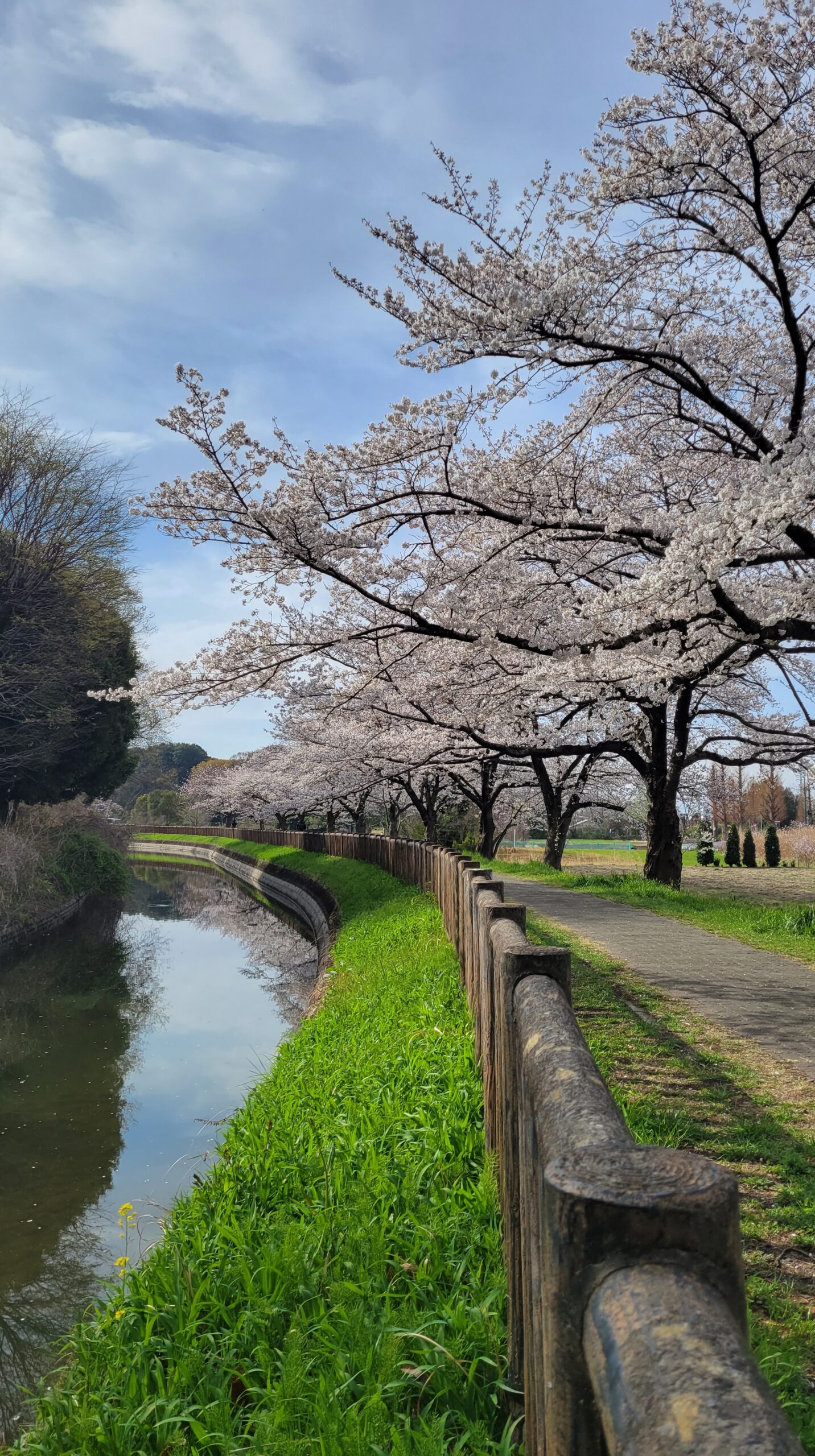 見沼田んぼの桜回廊にて、「やわらかな逆光の桜回廊」と感じた写真です。