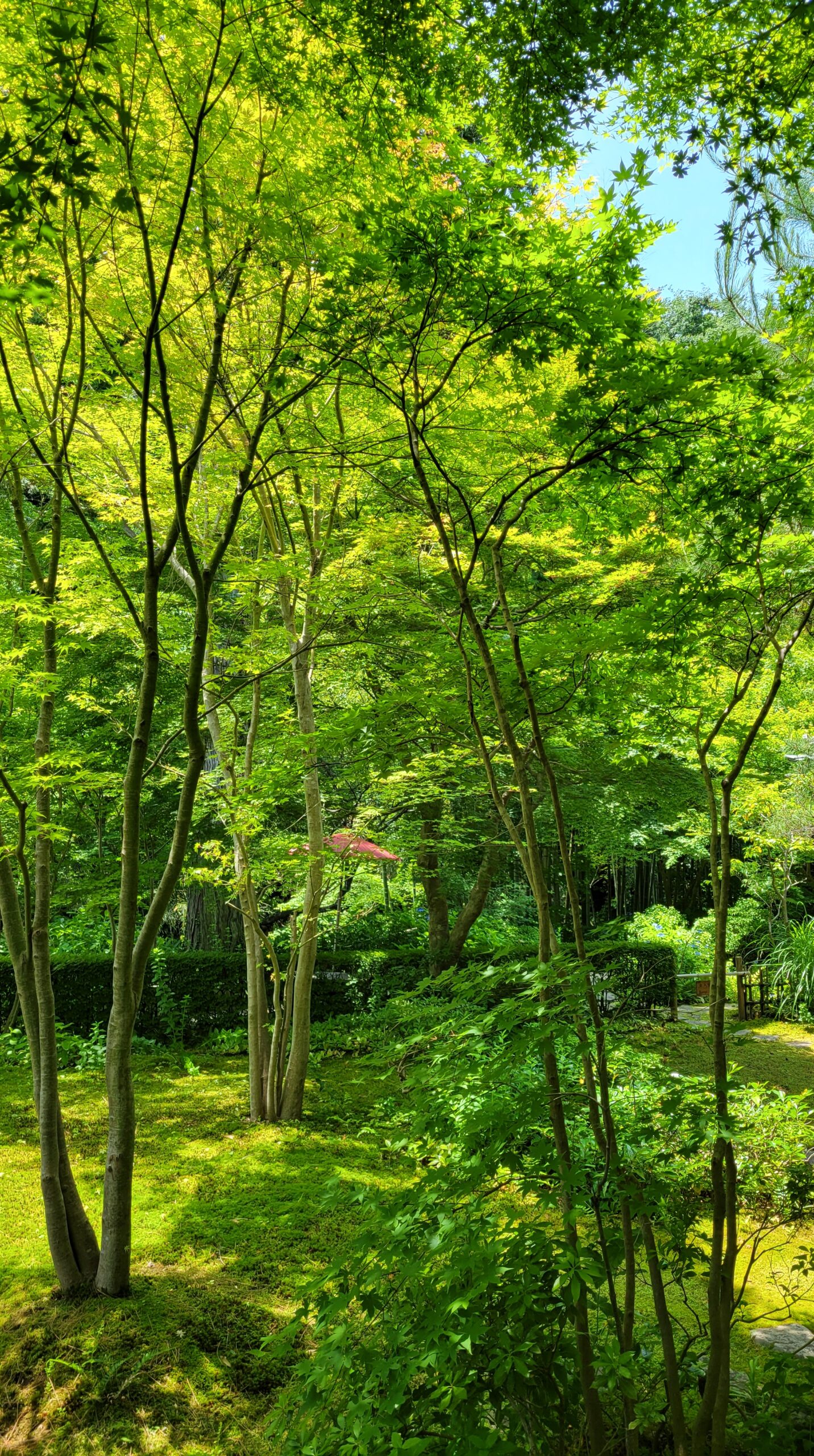 一条恵観山荘にて、「新緑ともみじと赤い傘」と感じた写真です。