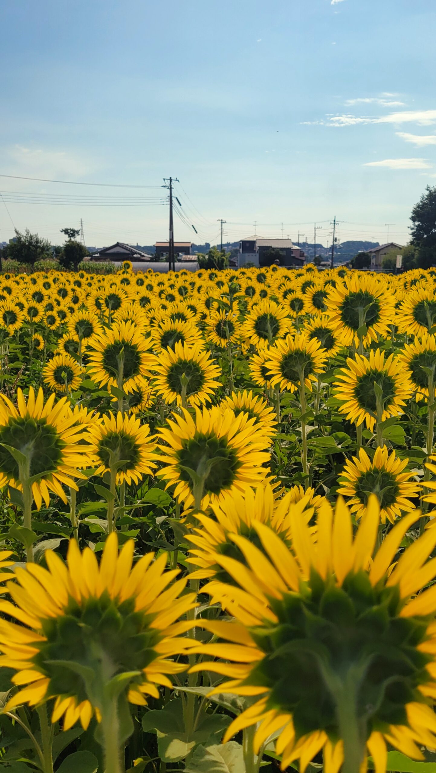 座間ひまわり畑で背面から花びらを透かす黄金色の向日葵を撮影