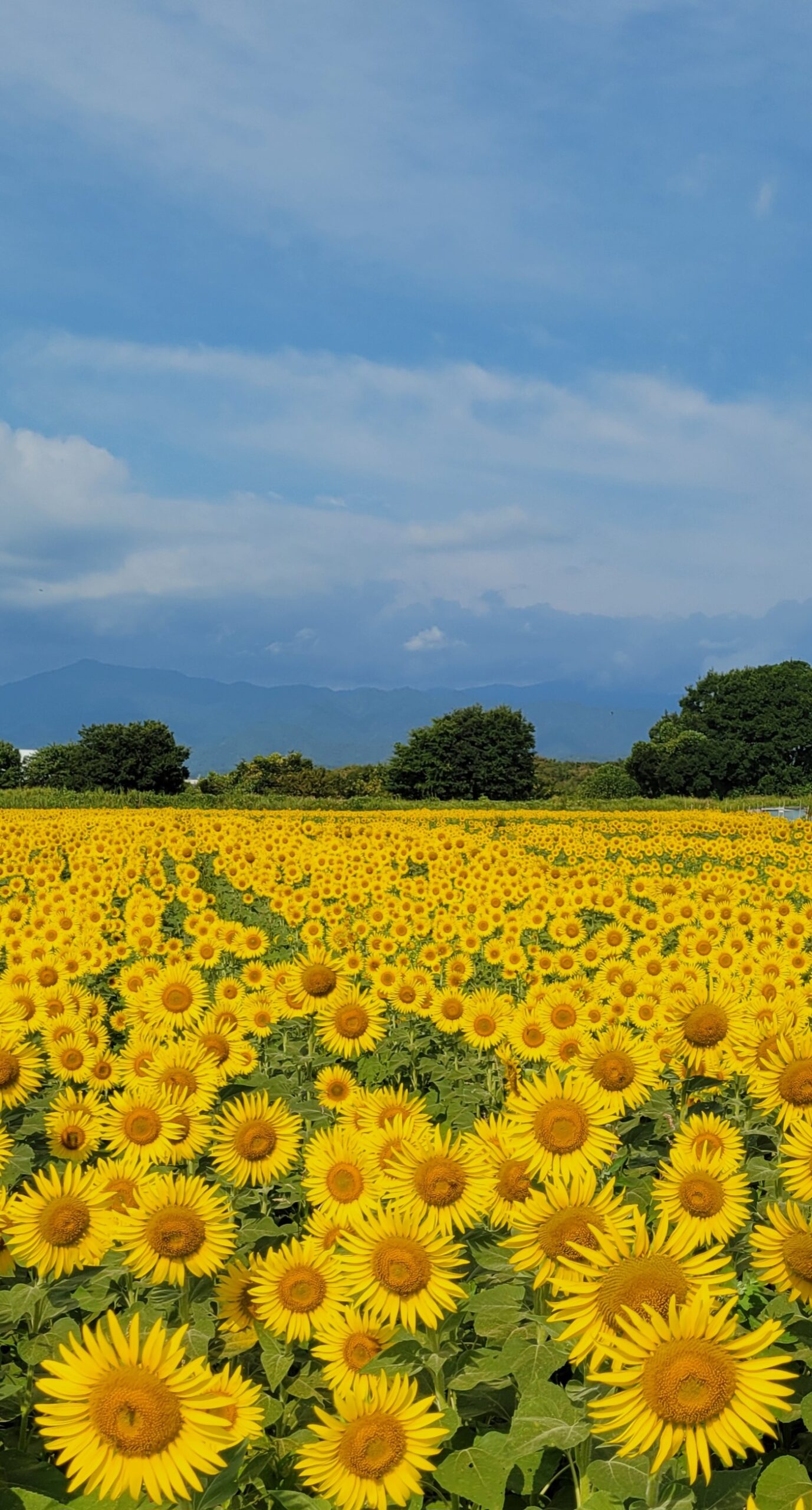 座間ひまわり畑の満開の向日葵畑を脚立から高所撮影
