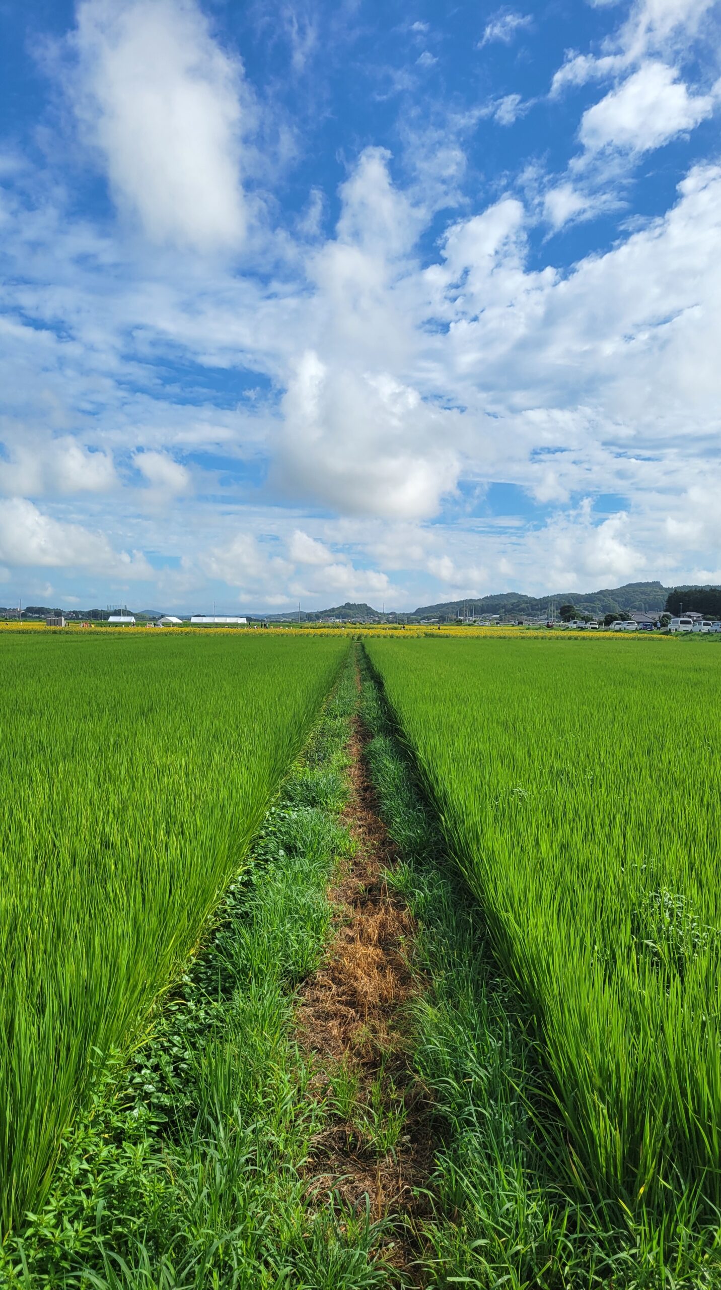 益子ひまわり畑の隣の田んぼ越しに望遠で撮影したひまわり畑