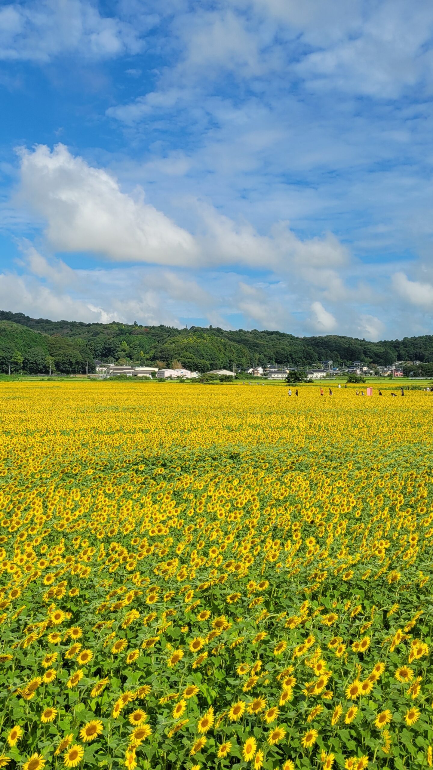 益子ひまわり畑で広がる向日葵と遠くを歩く人々を撮影