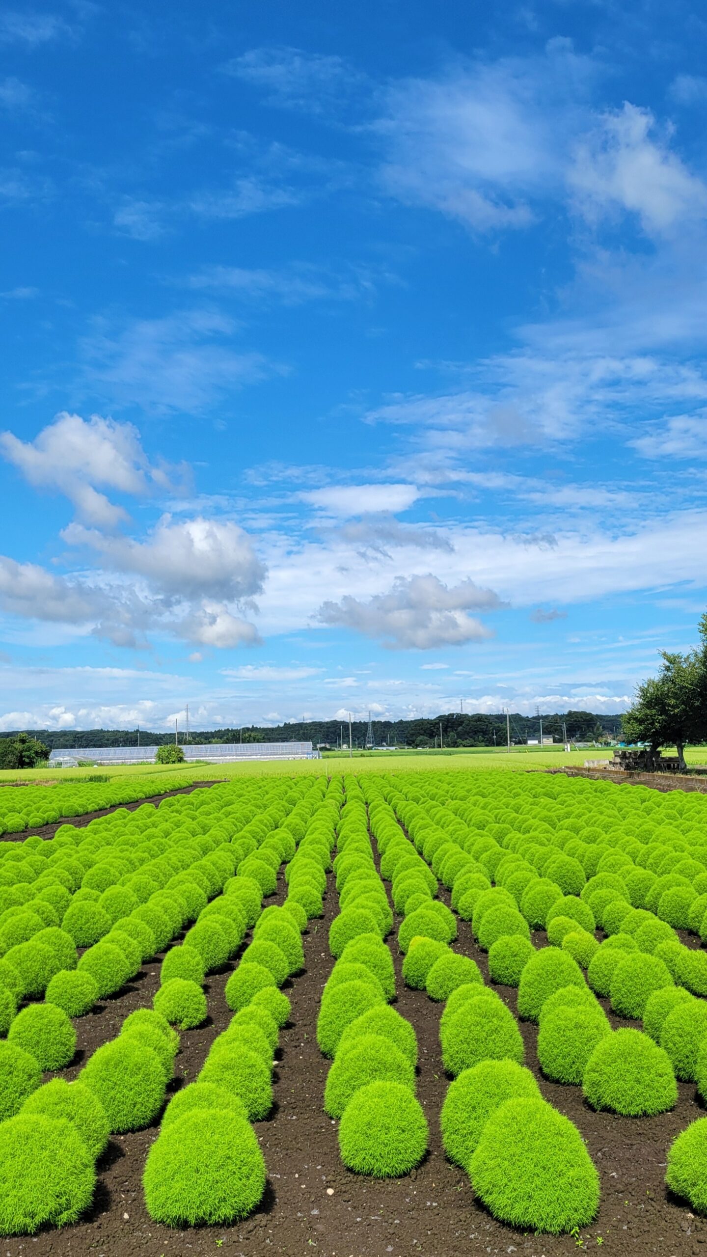 東高橋コキア園の青空と緑のコキアのコントラストを撮影