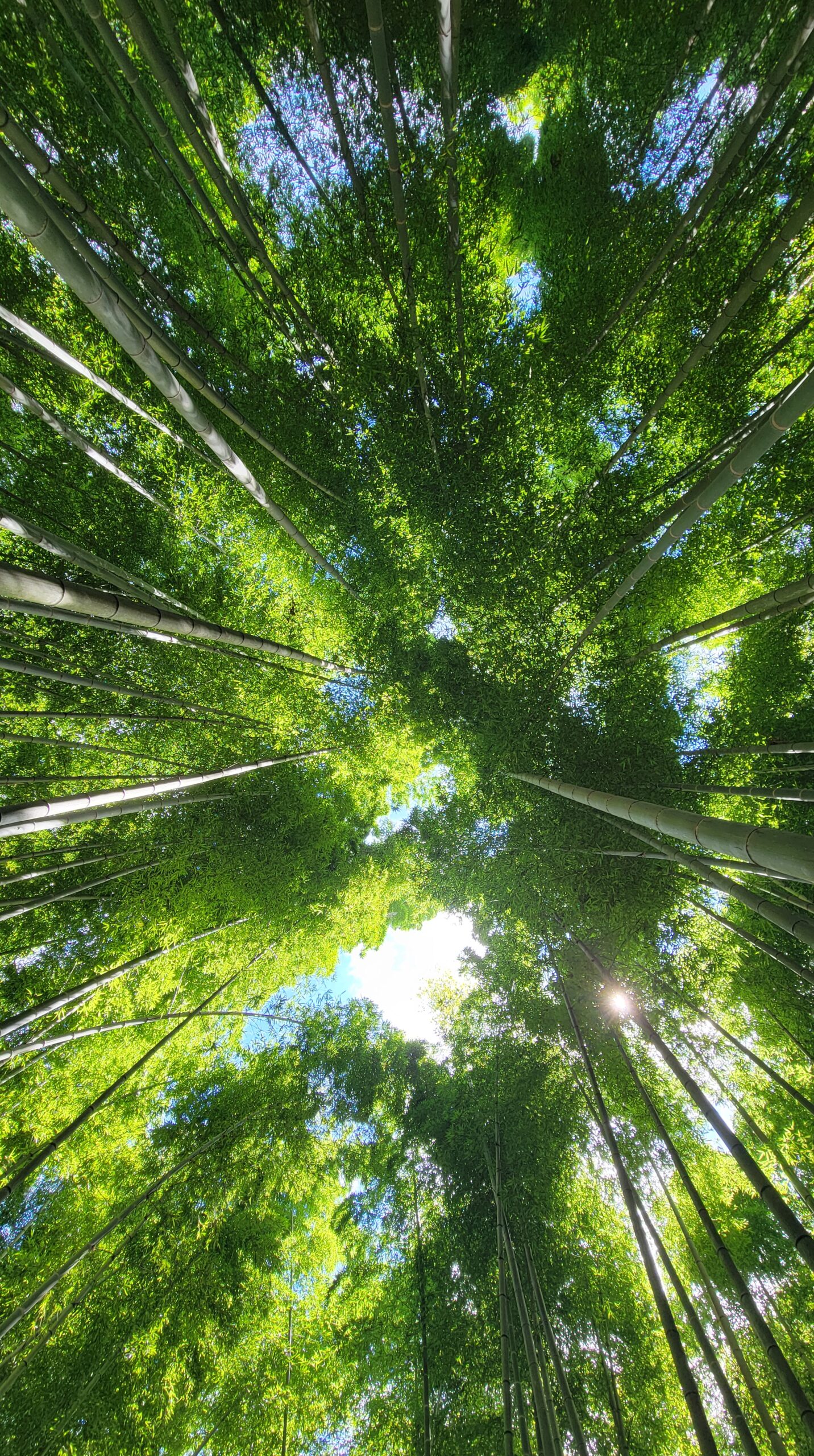 若竹の杜・若山農場で光が差し込む幻想的な竹林を見上げて撮影