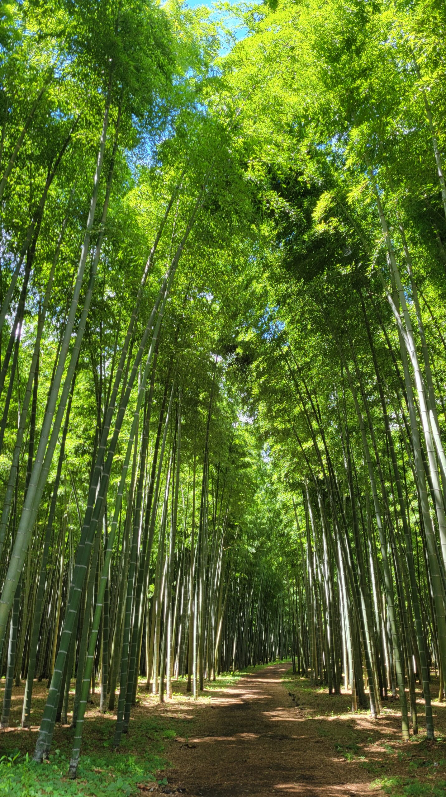 若竹の杜・若山農場で柔らかな光に包まれた竹林を撮影