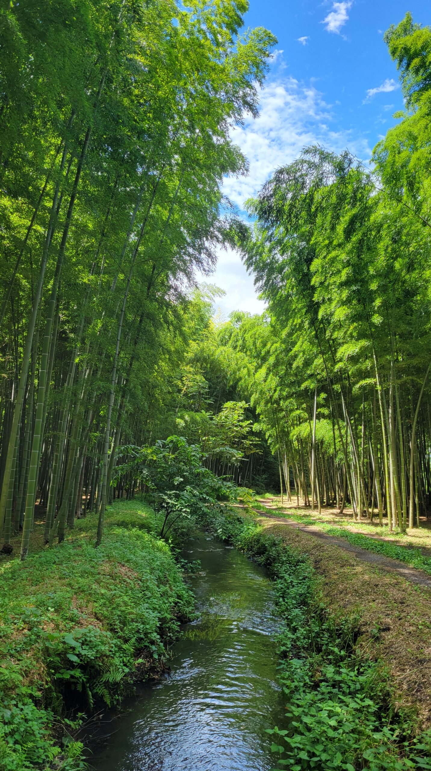 若竹の杜・若山農場の出口近くの水路と竹林を撮影