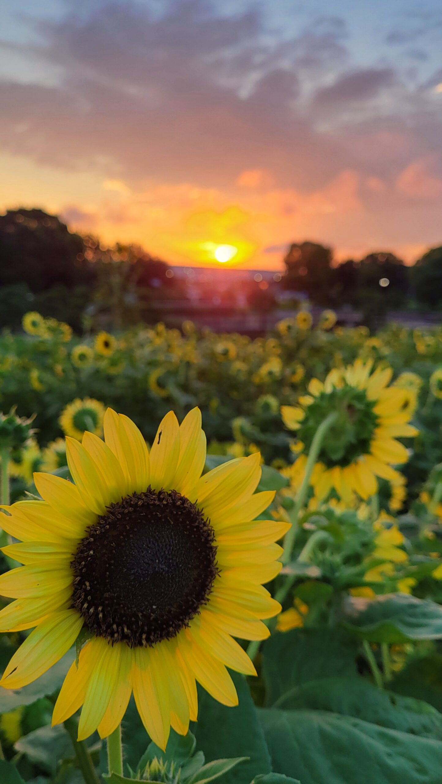 葛西臨海公園の朝焼けと広がるひまわり畑が描く夏の風景