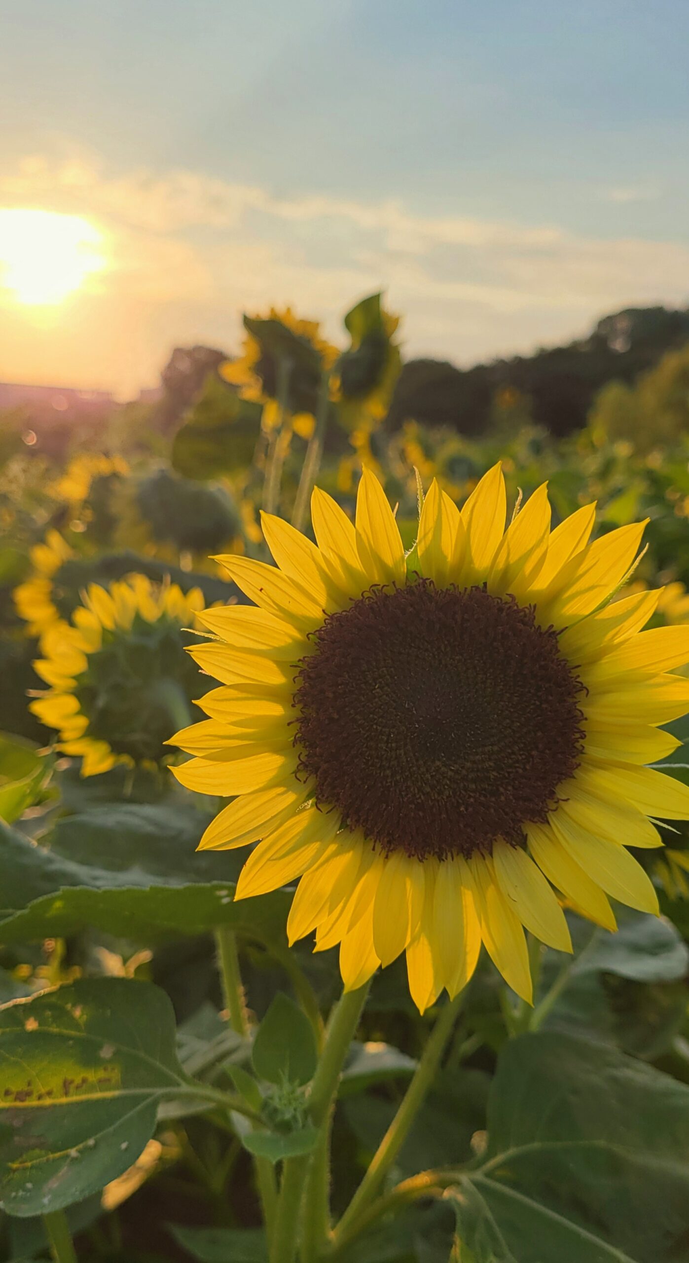 葛西臨海公園で朝日を背景に正面から撮影したひまわりの夏景色