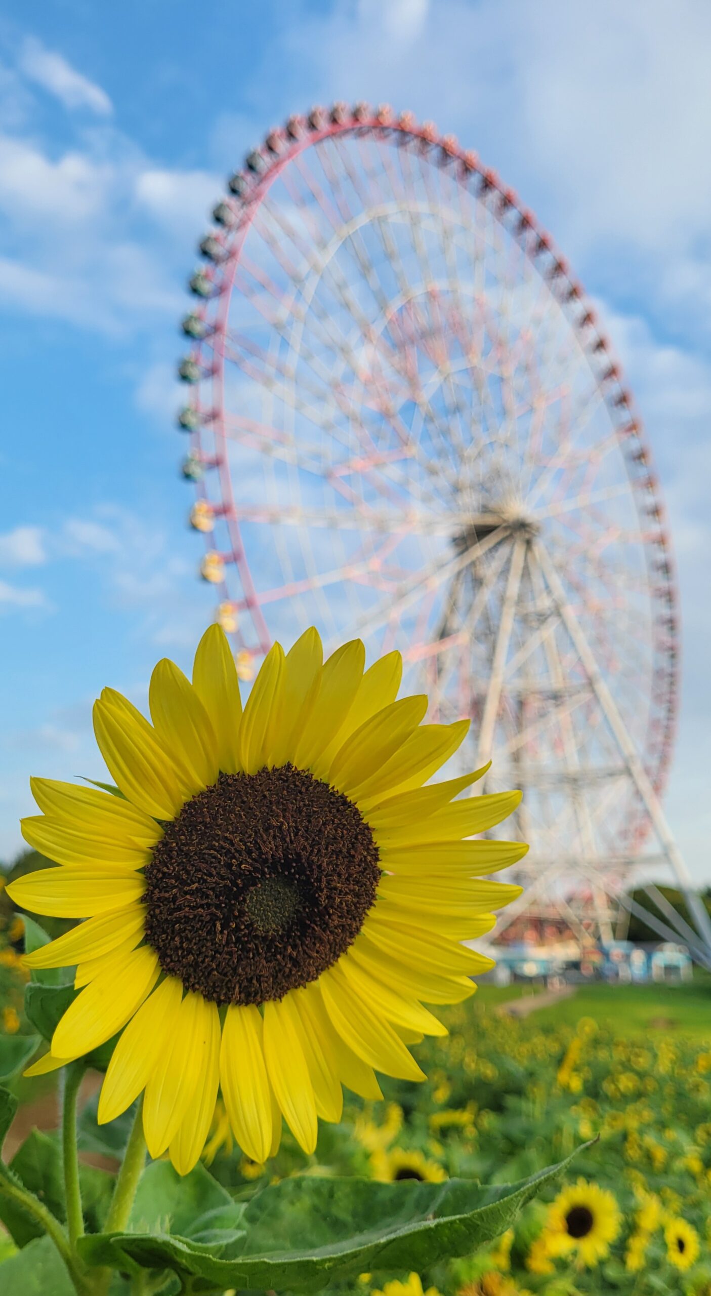 葛西臨海公園で淡い色のひまわりと観覧車を一緒に収めた夏の風景