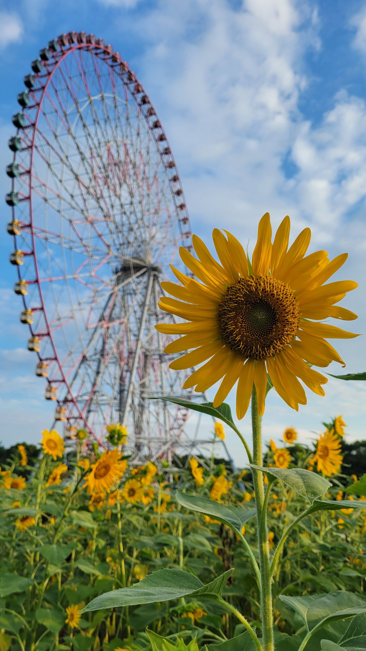 葛西臨海公園で観覧車と正面から撮影した咲き誇るひまわりの写真