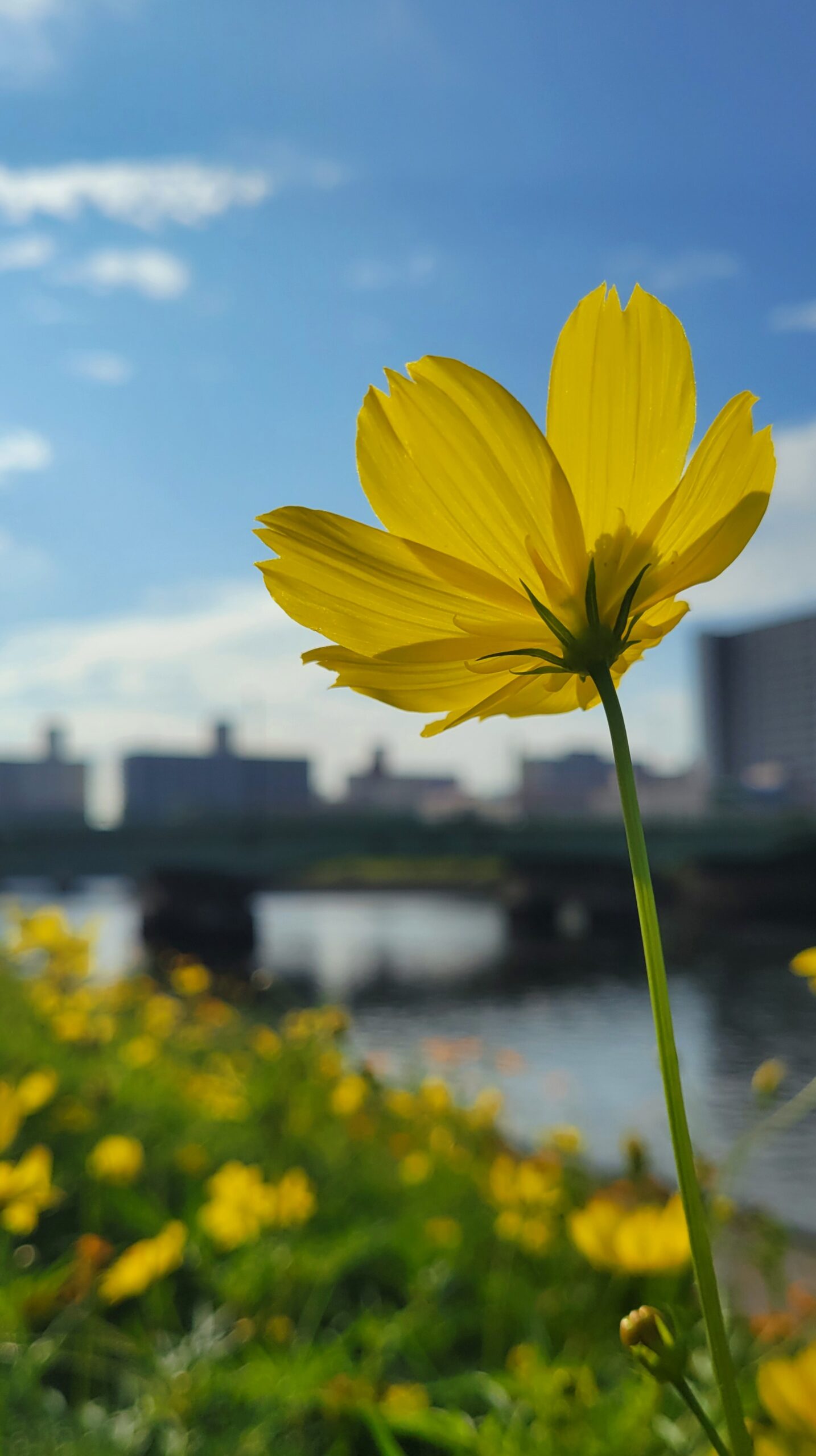 しながわ花海道で光に透ける黄色いコスモスと運河の美しい景観