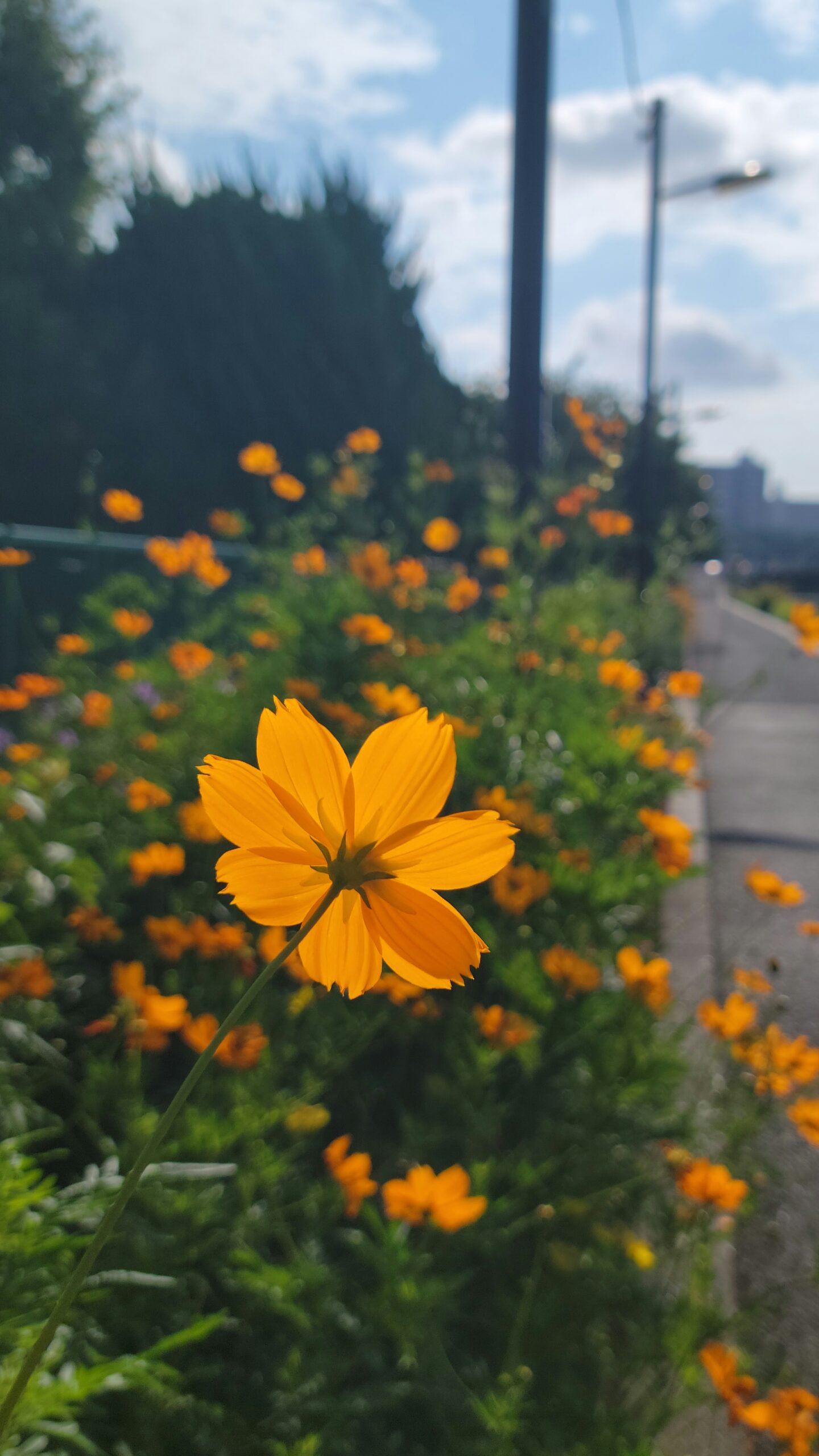 しながわ花海道で満開のキバナコスモスと歩道の調和する街並み