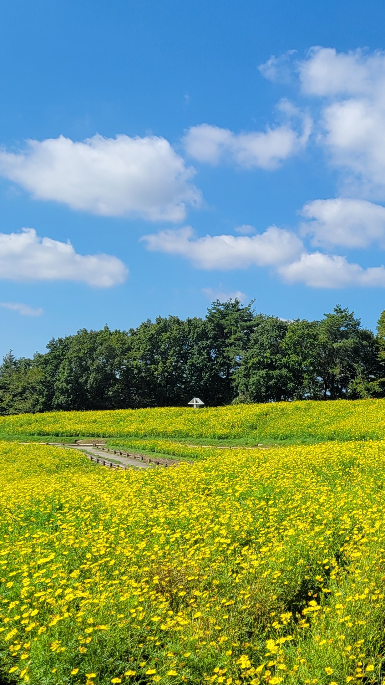 国営昭和記念公園のレモンブライトコスモス畑と青空に伸びる通路と雲