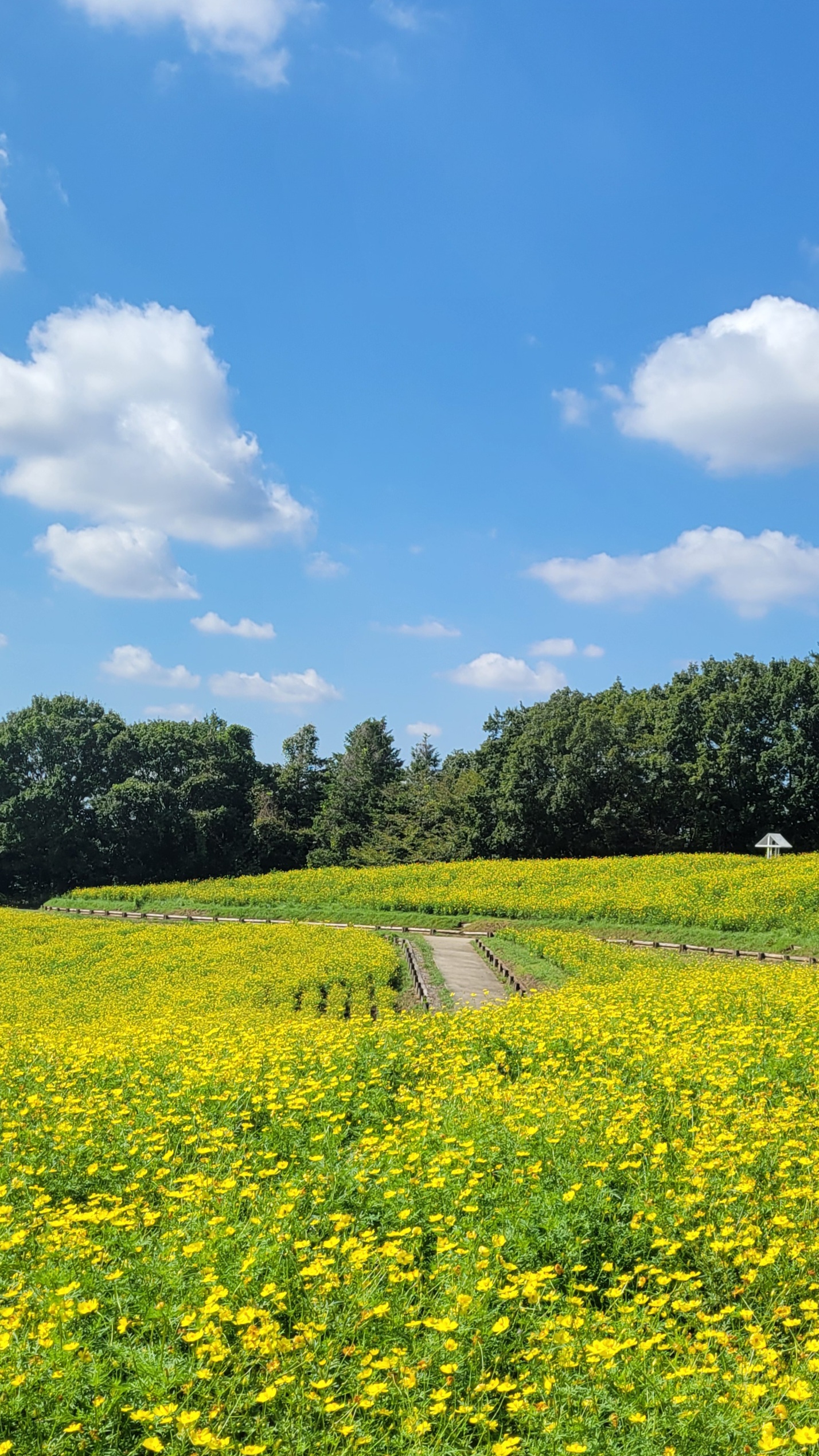 国営昭和記念公園で一面に広がるレモンブライトコスモスと青空の絶景