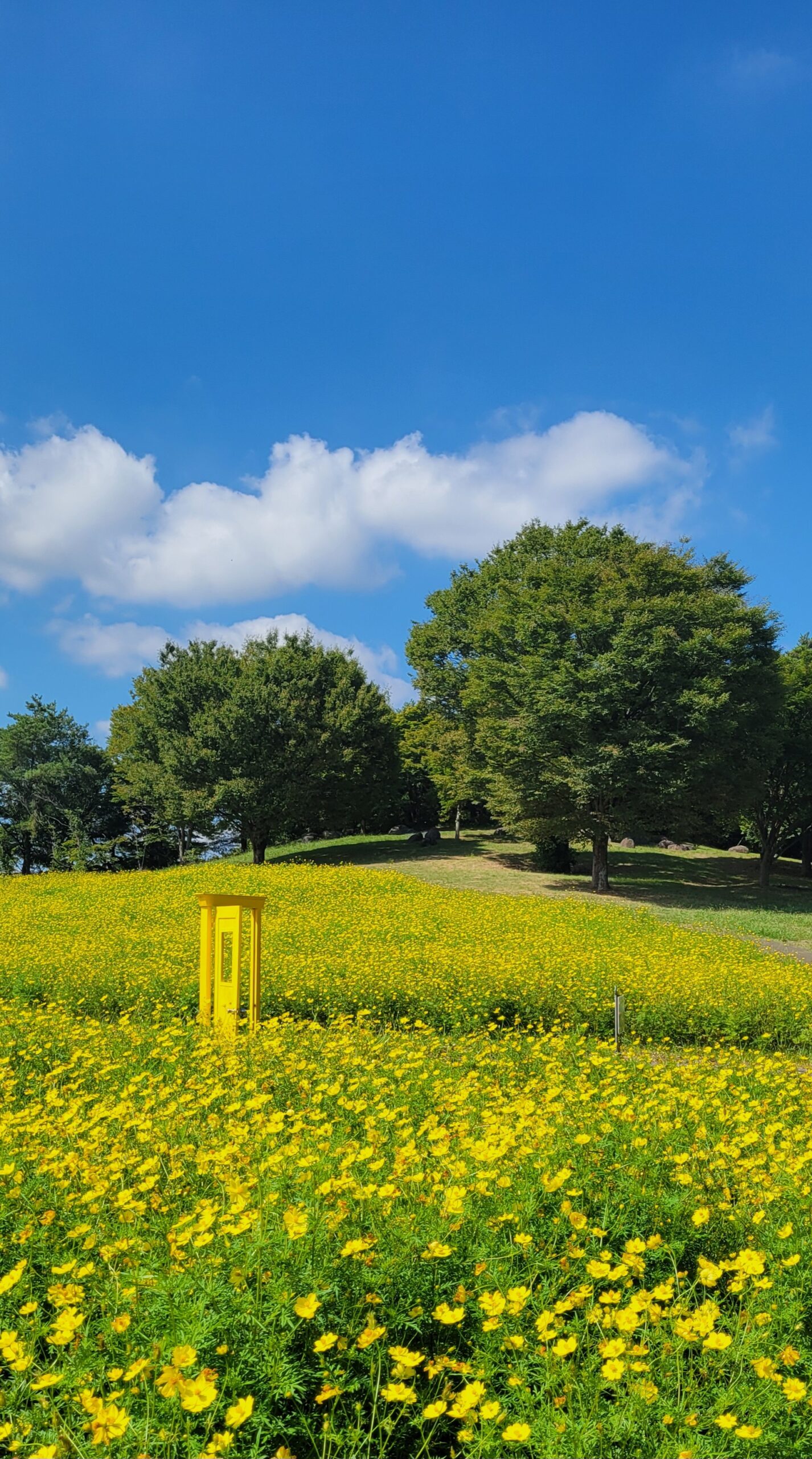 国営昭和記念公園で撮影した、黄色いドアのオブジェとコスモス畑の景色