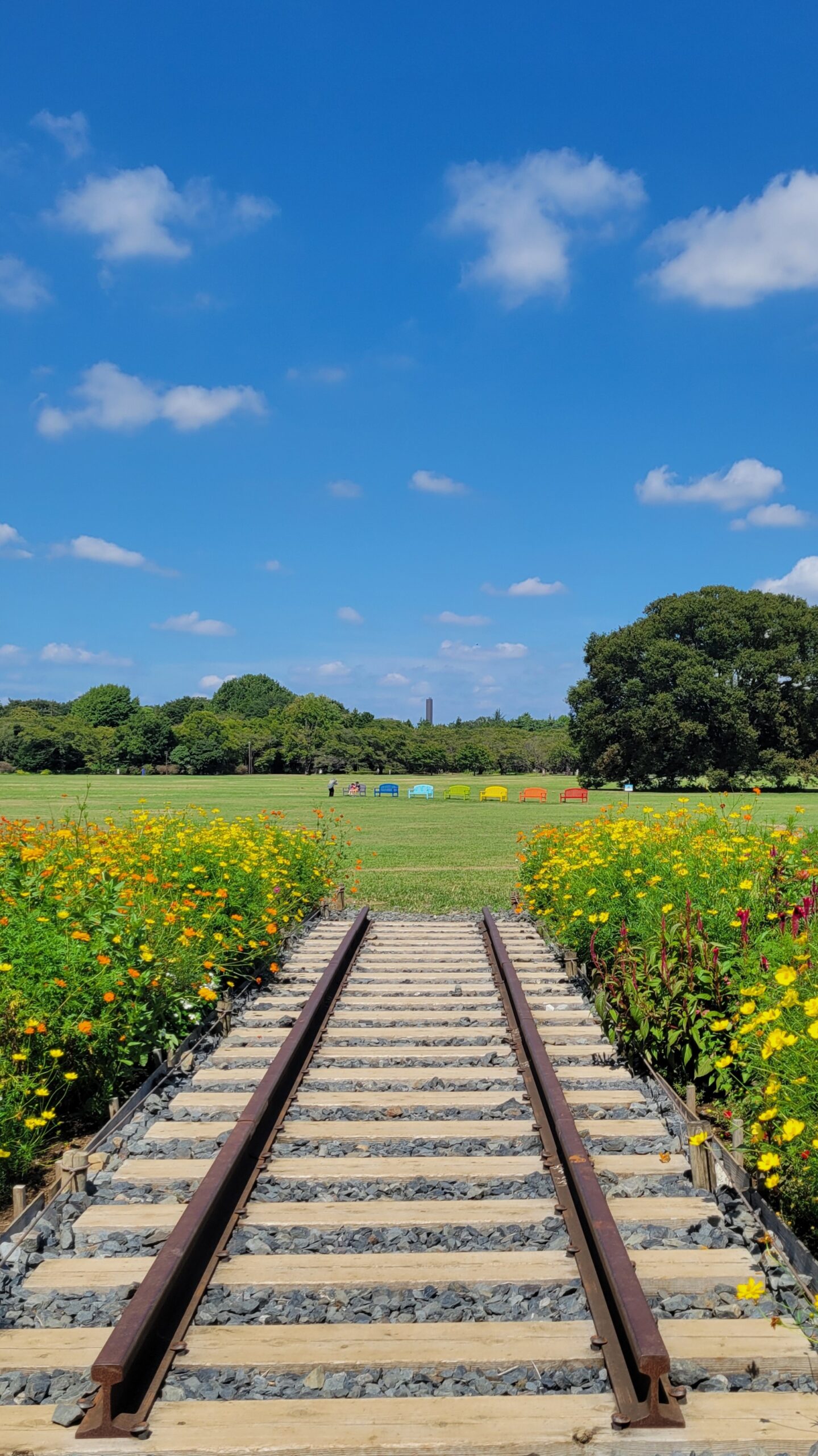 国営昭和記念公園のみんなの原っぱで、線路のオブジェとコスモス畑とシンボルツリー