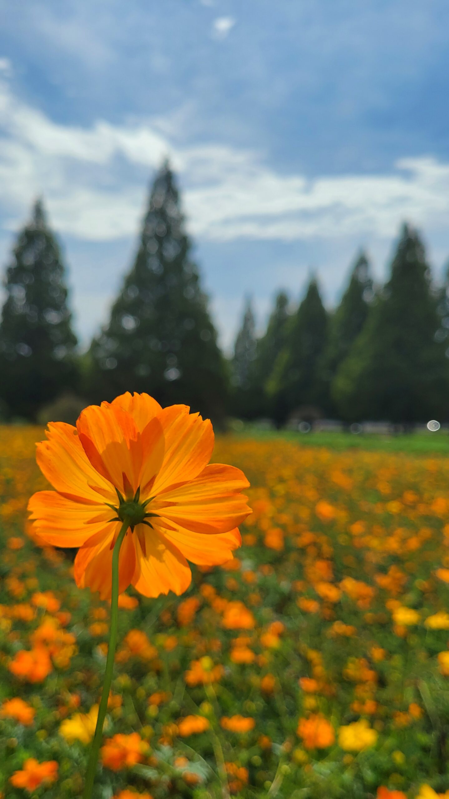 あけぼの山農業公園のキバナコスモス畑で、手前の花を左側に寄せて後ろから撮影し、奥の花畑とメタセコイアをぼかした写真