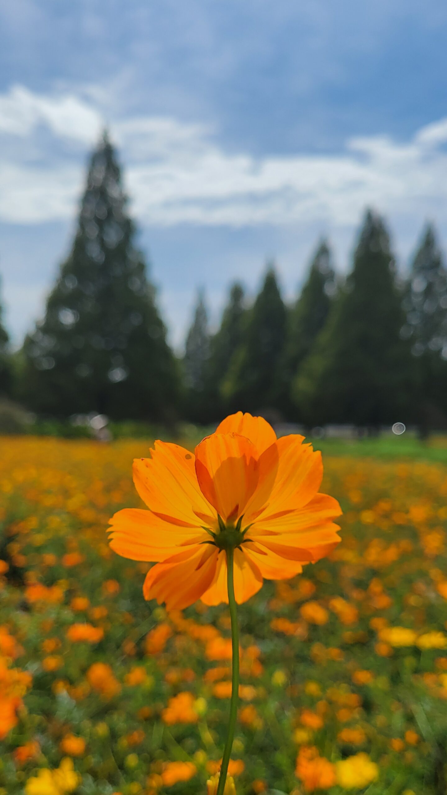 あけぼの山農業公園のキバナコスモス畑で、中央の花を主役にして後ろから撮影し、青空と広がる花畑を背景にした爽やかな写真