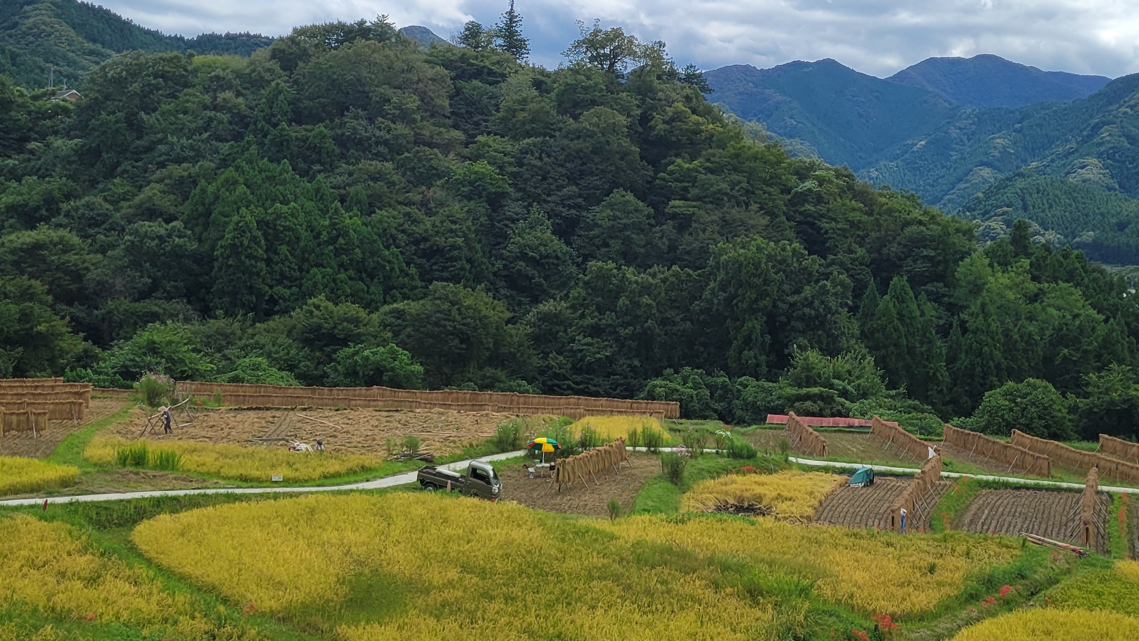 寺坂棚田