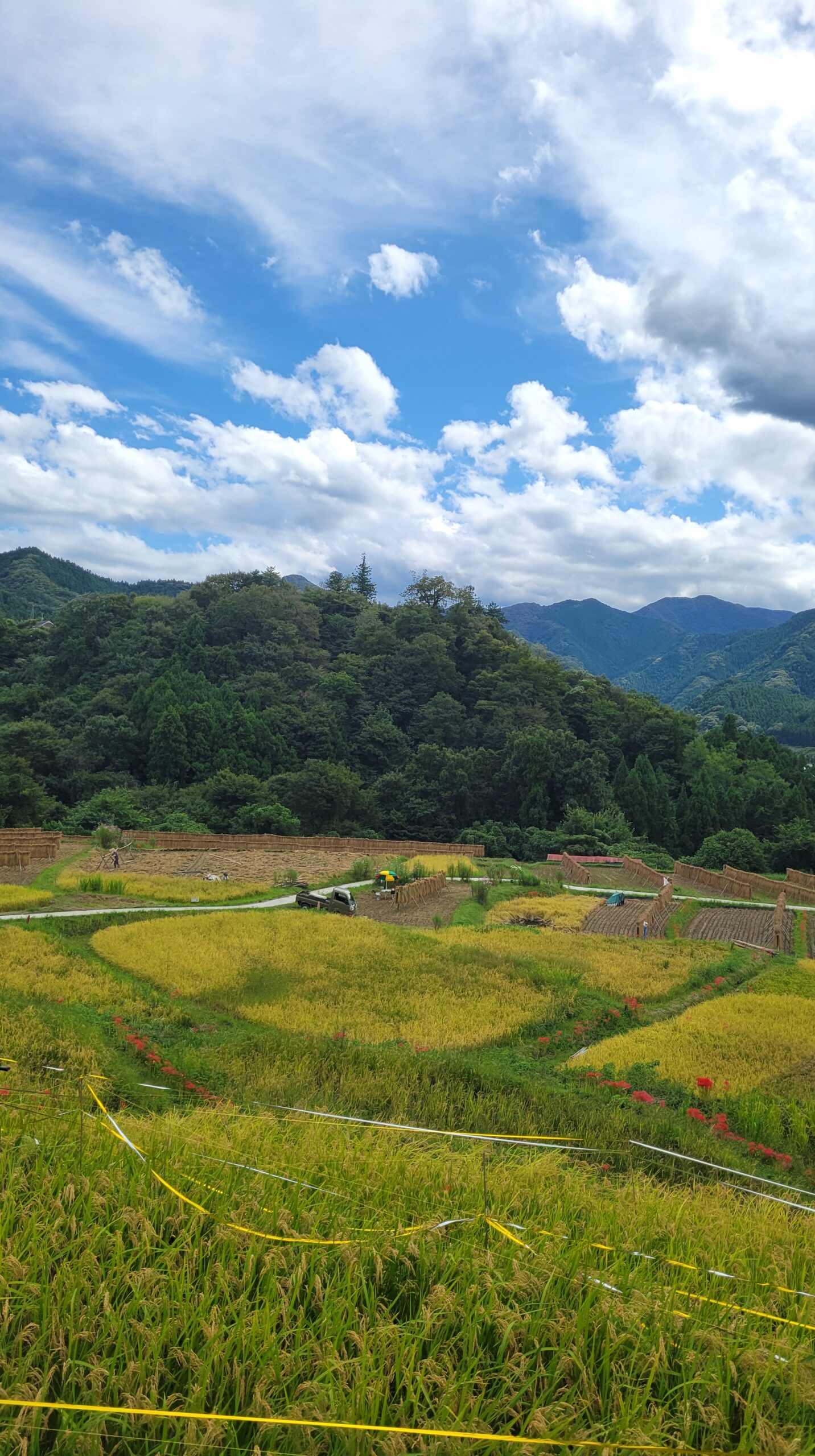 寺坂棚田で、棚田全体と満開に近づいた彼岸花の群生を収めた風景写真。秋の訪れを感じさせる情景。