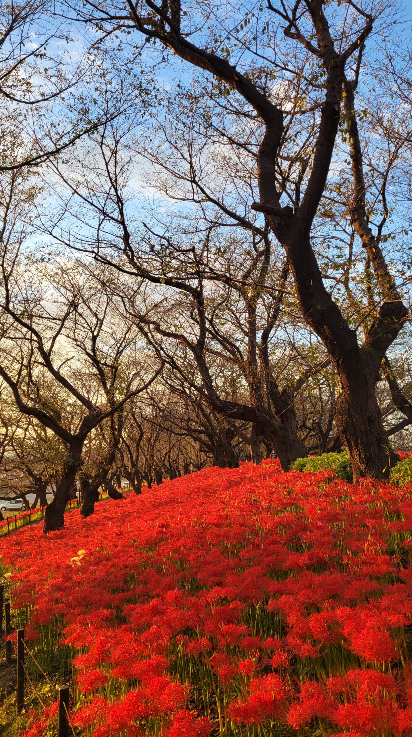 幸手権現堂で奥行きを意識して撮影した鮮やかな赤の彼岸花の風景写真