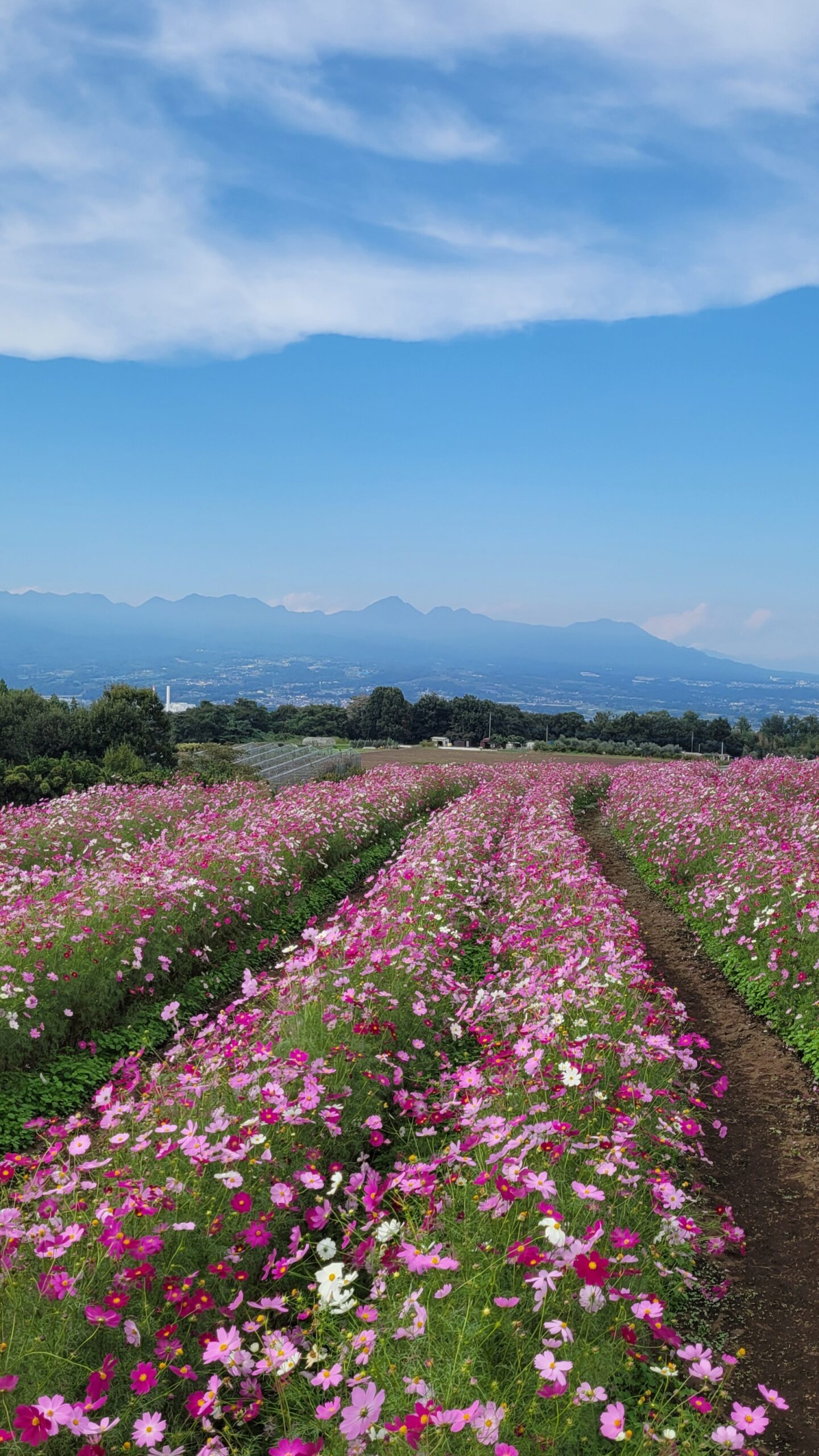 鼻高展望花の丘で脚立にのり少し上からコスモス畑を撮影した立体感のある風景写真。