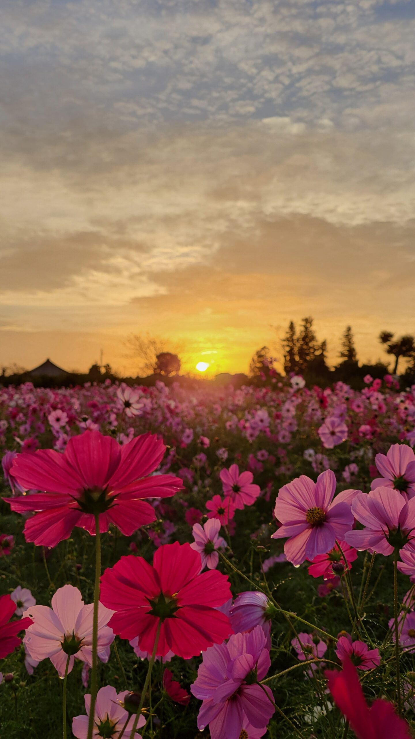 神川ゆ~ゆ~ランドのコスモス畑で、太陽の光に包まれながら咲く濃淡のピンクの花々を撮影。自然光が作る色彩の変化が魅力的な秋の風景。