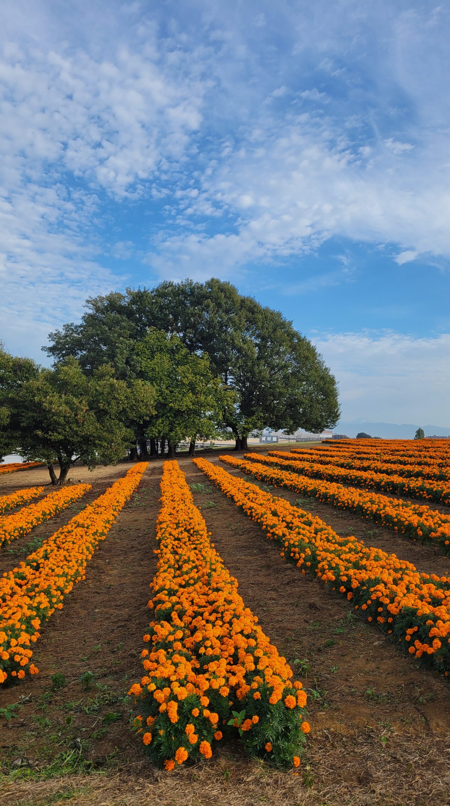 マリーゴールドの丘の真横から花畑とシンボルの木を撮影。斜めに差し込む光が花の陰影を際立たせ、時間帯の美しさを表現。