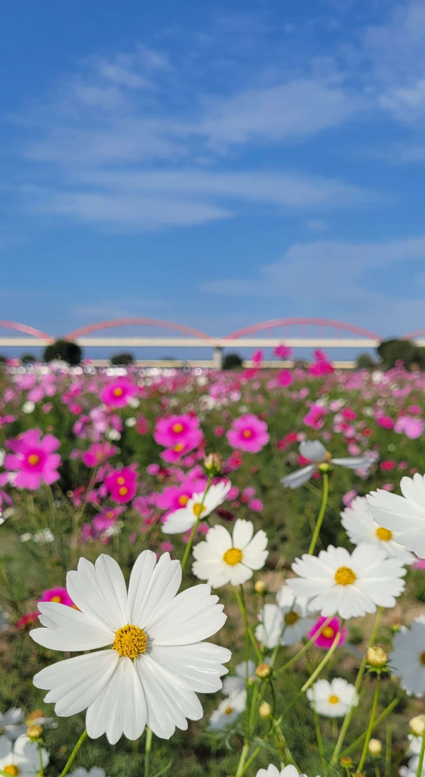 コスモスアリーナふきあげで、形の整った白いコスモスに焦点を合わせた撮影。背景のボケが花の美しさを引き立てる上品な秋の一枚。