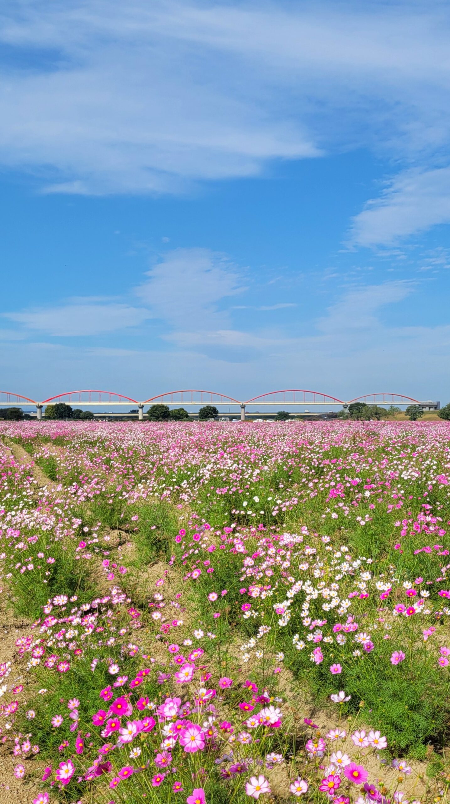 コスモスアリーナふきあげで、青空の下に広がるコスモス畑を撮影。風に揺れる花々が爽やかで、自然のリズムを感じる風景。