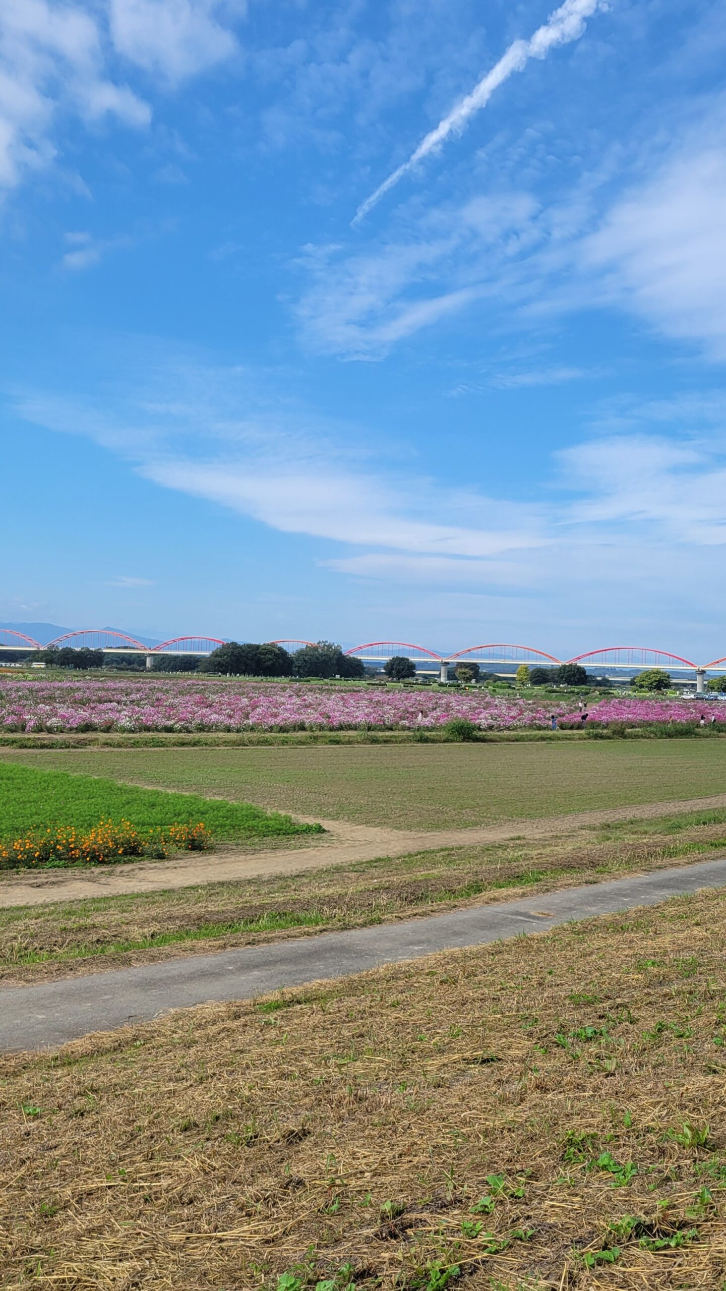 コスモスアリーナふきあげで、土手の上から遠くのコスモス畑と橋を見渡して撮影。高台からの眺望が広がりのある秋の絶景を描く。