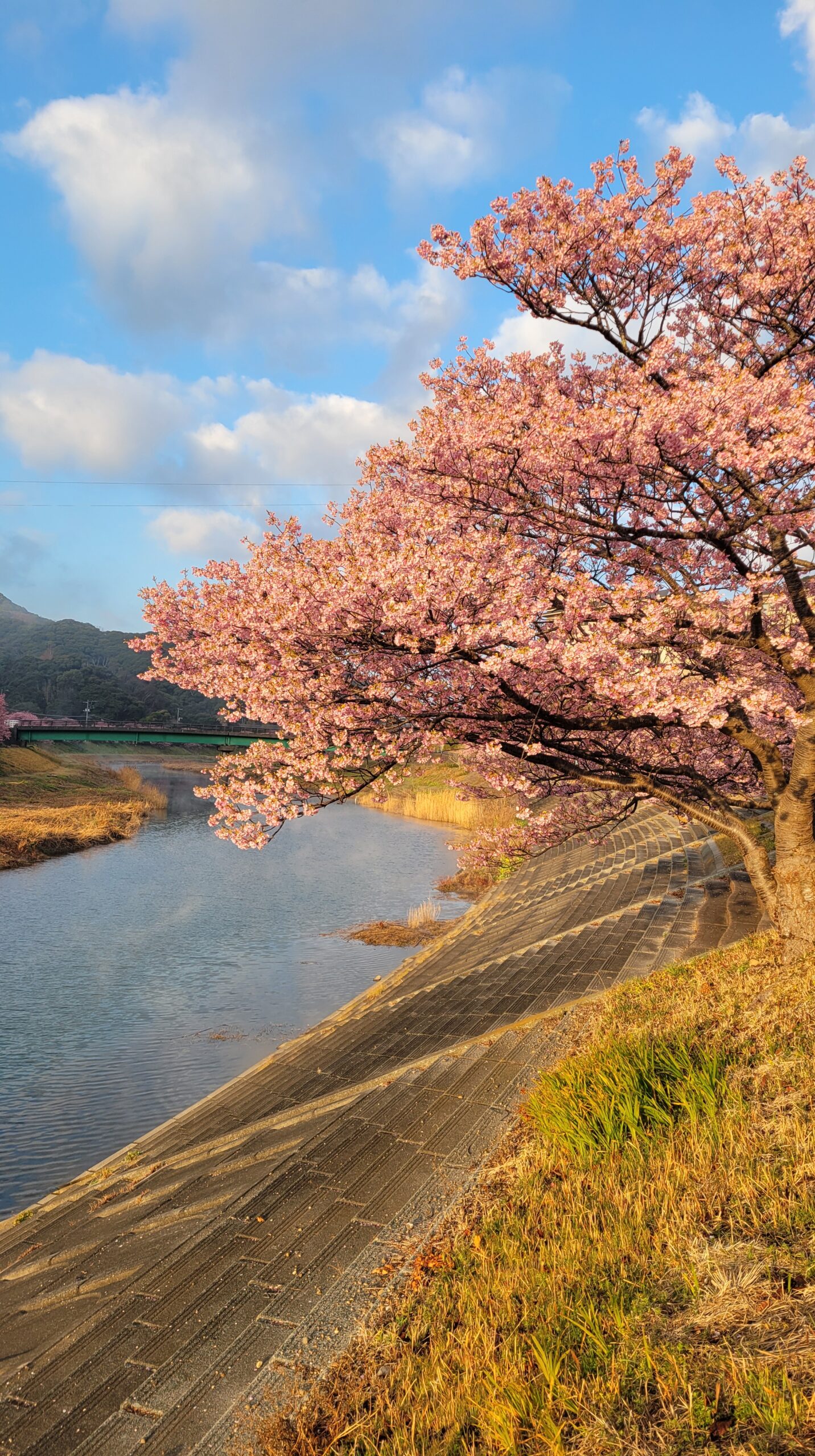 南伊豆町・みなみの桜と菜の花まつりで、青野川沿いに咲き誇る河津桜と続く桜並木の早春風景