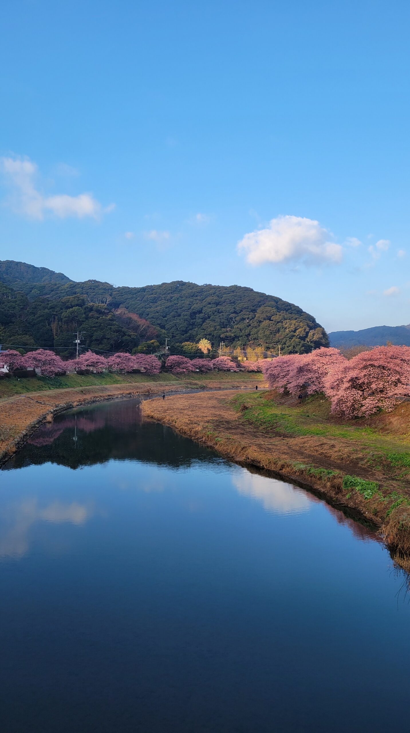 南伊豆町・みなみの桜と菜の花まつりで、青空の下、青野川両岸に広がる河津桜並木のコントラスト