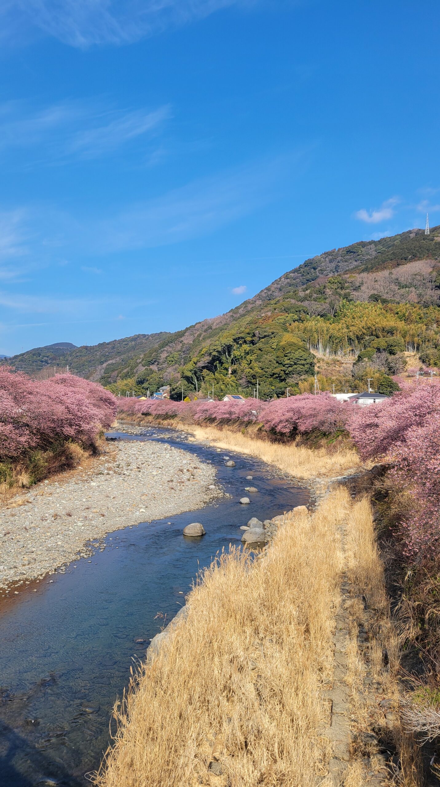 河津町・河津桜まつりで、河津川の両岸に咲き誇る河津桜並木の華やかな春景色
