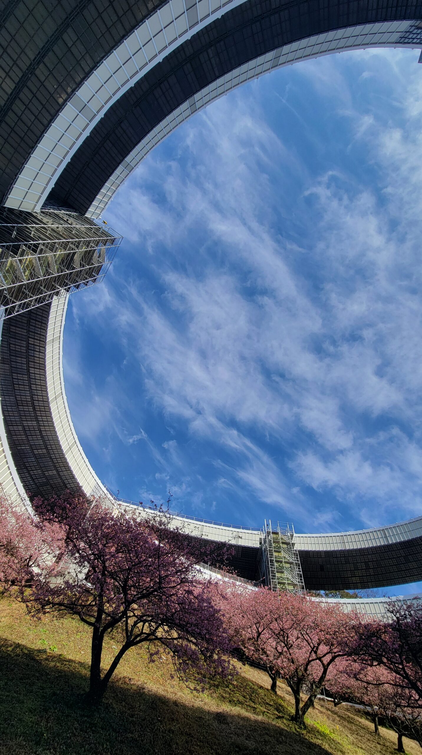 河津町・河津七滝ループ橋で、下から見上げて撮った河津桜とループ橋の迫力ある構図