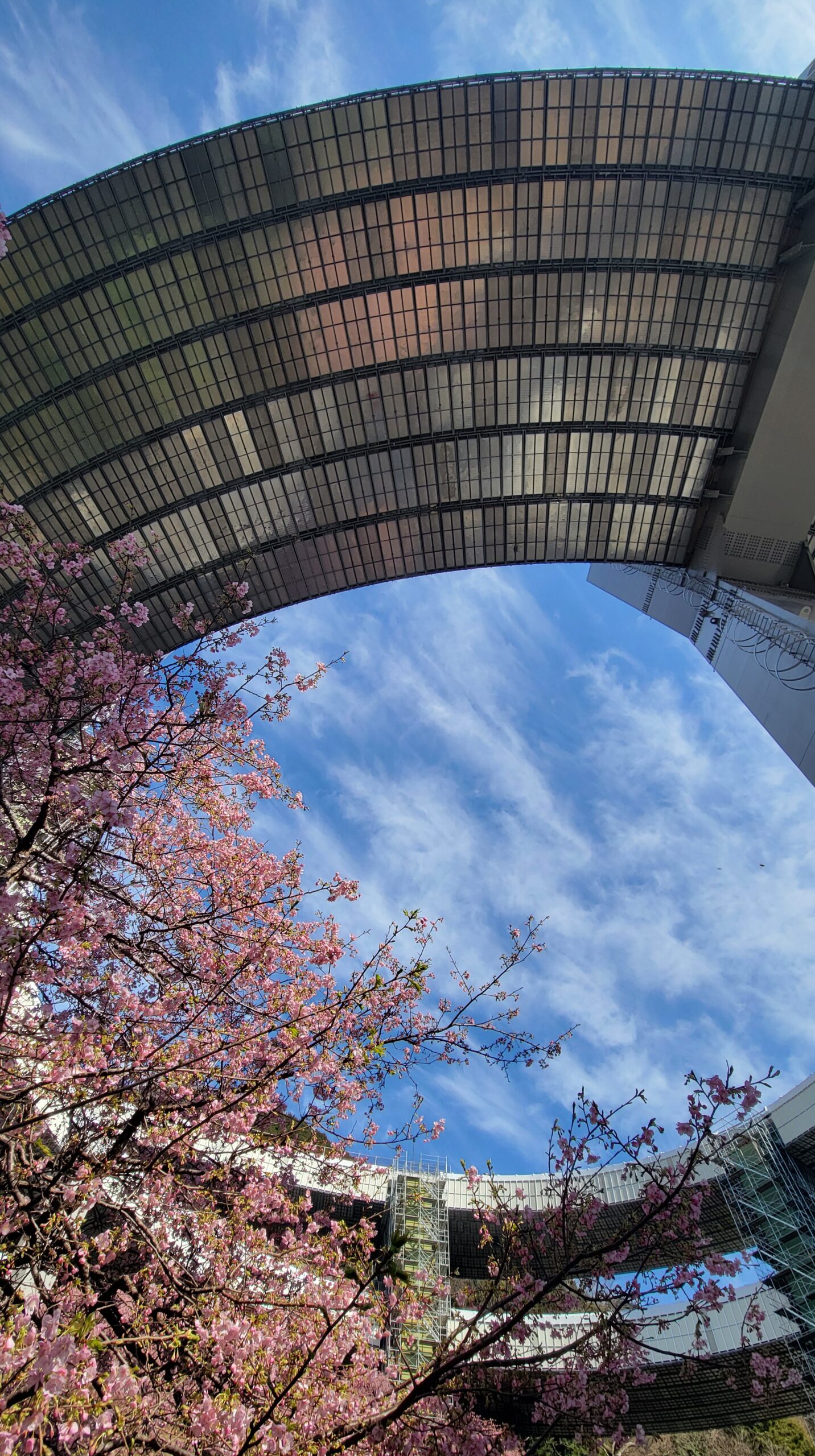 河津町・河津七滝ループ橋で、広角で捉えた河津桜とループ橋のダイナミックな遠近感