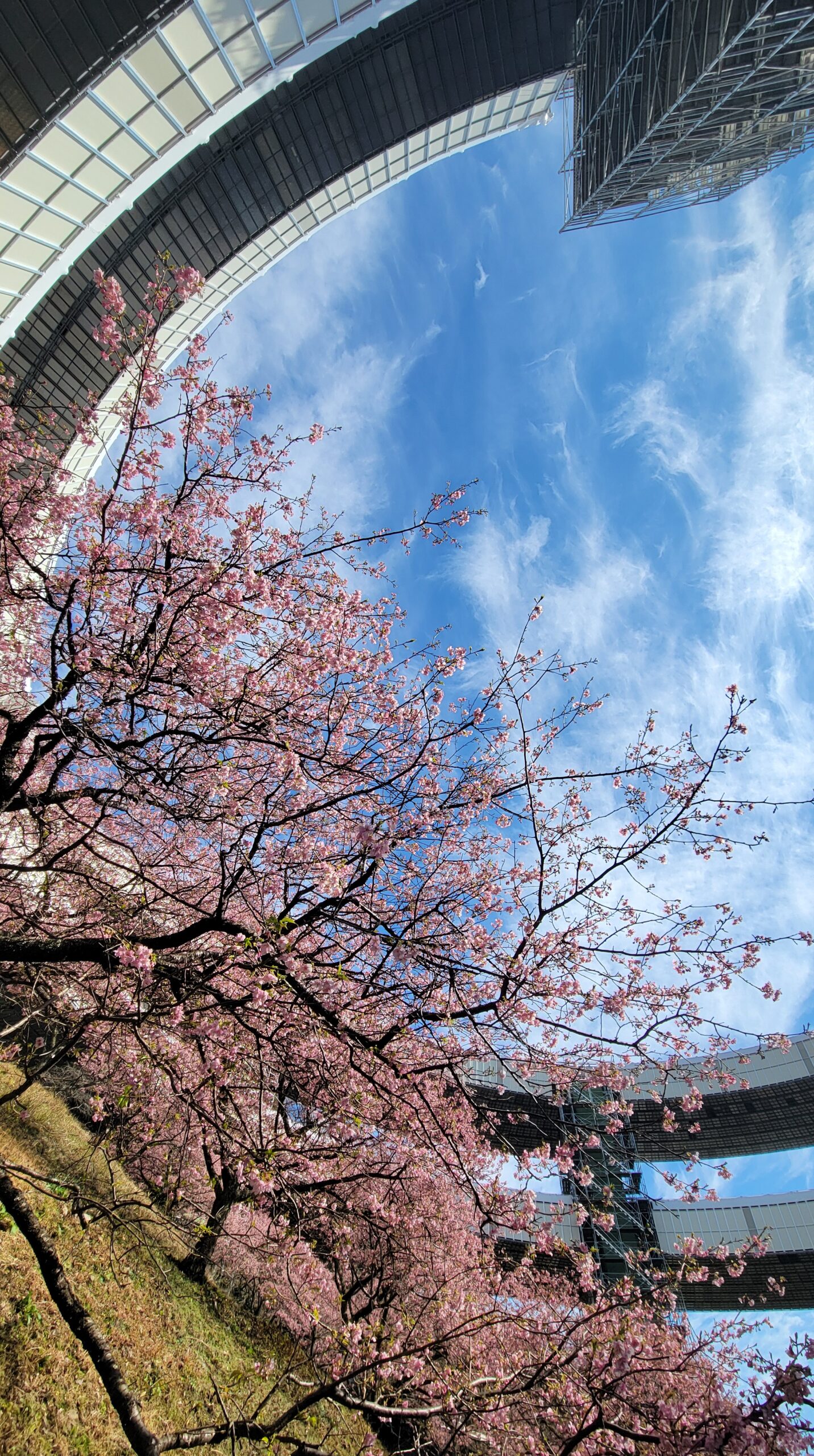 河津町・河津七滝ループ橋で、斜めから捉えたループ橋の曲線美と河津桜の華やかさ